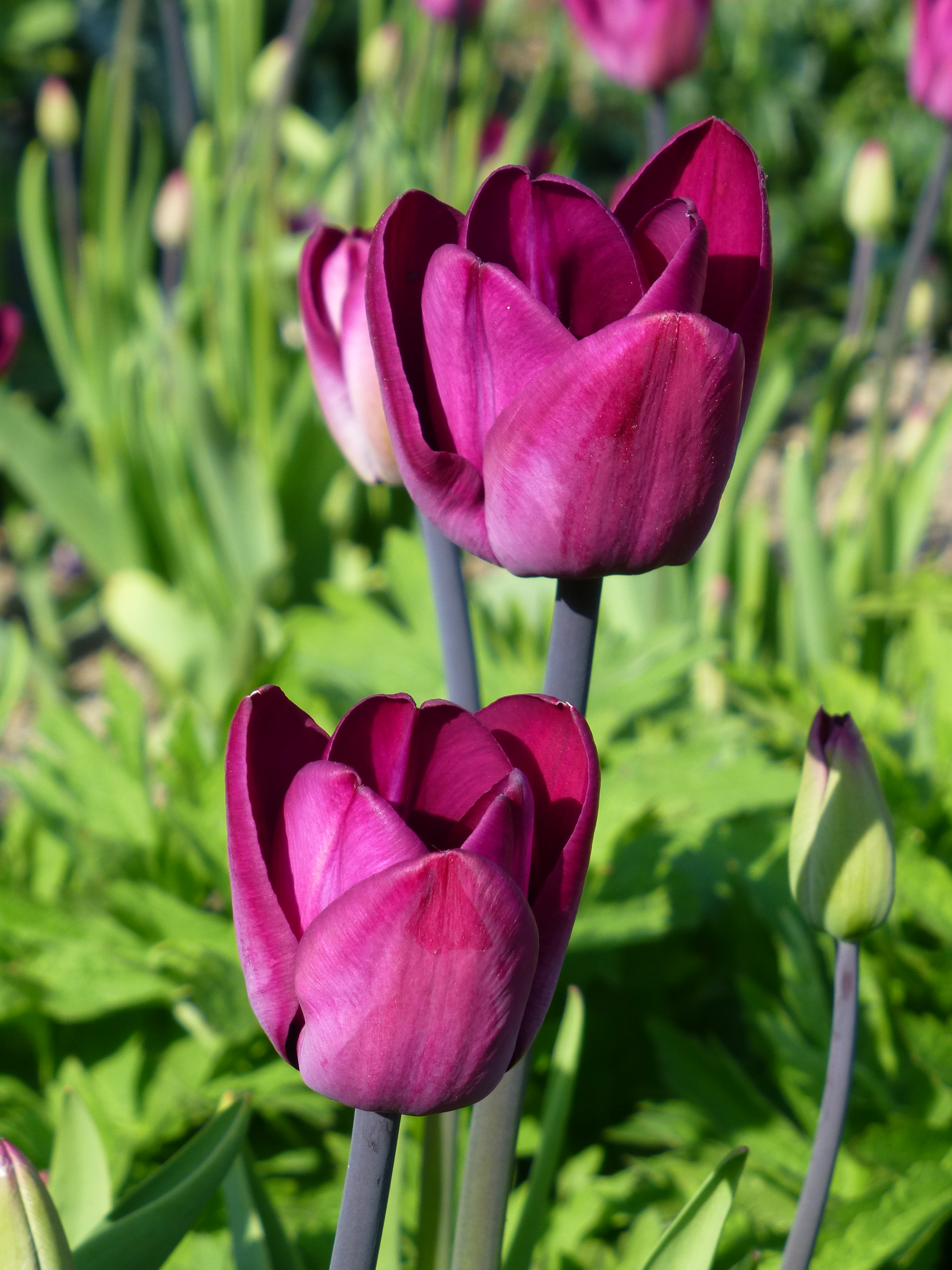 Download Free photo: Tulips - Yellow, Seasonal, White - Free Download - Jooinn