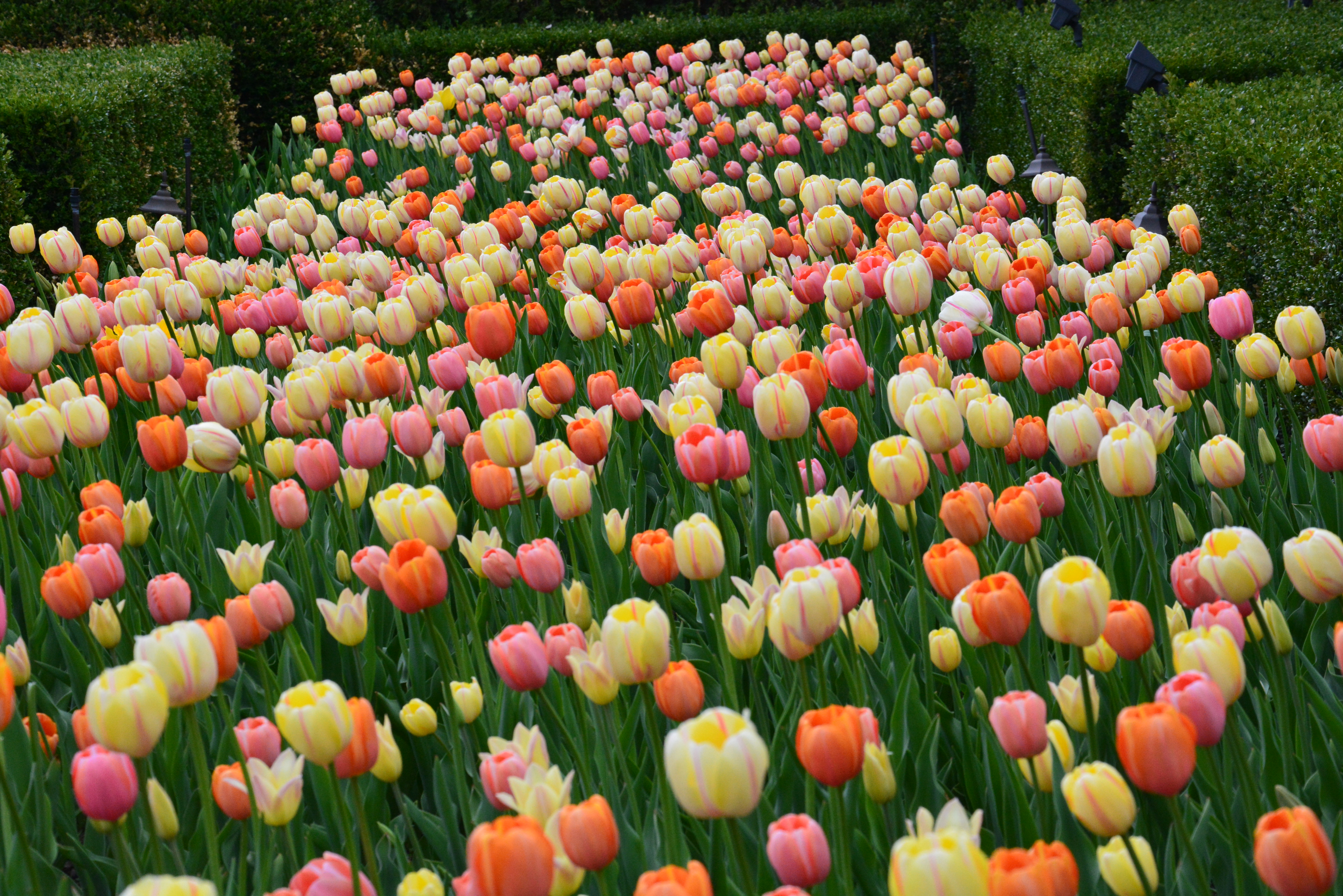 A Painterly Mix Of Tulips | Dirt Simple