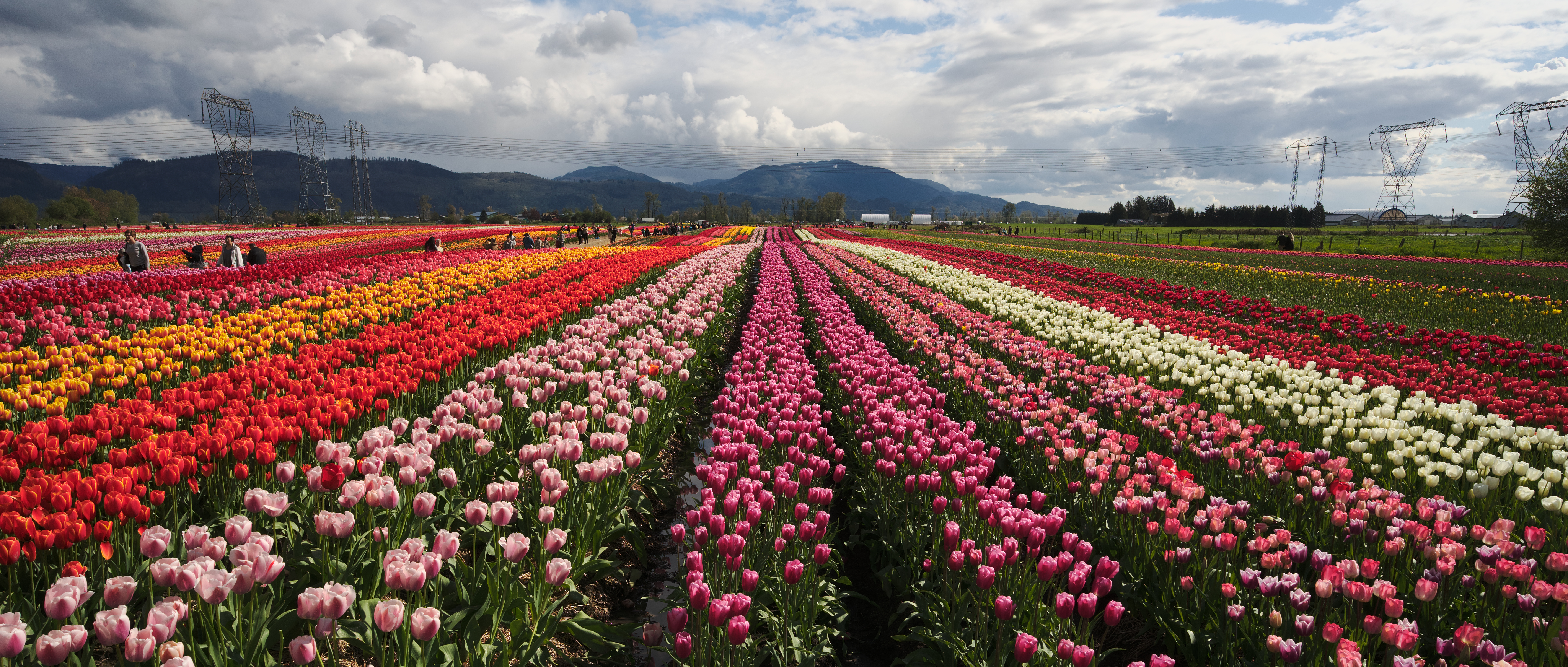 Tulips in Amsterdam: Worth the Visit? - PlacePass Blog