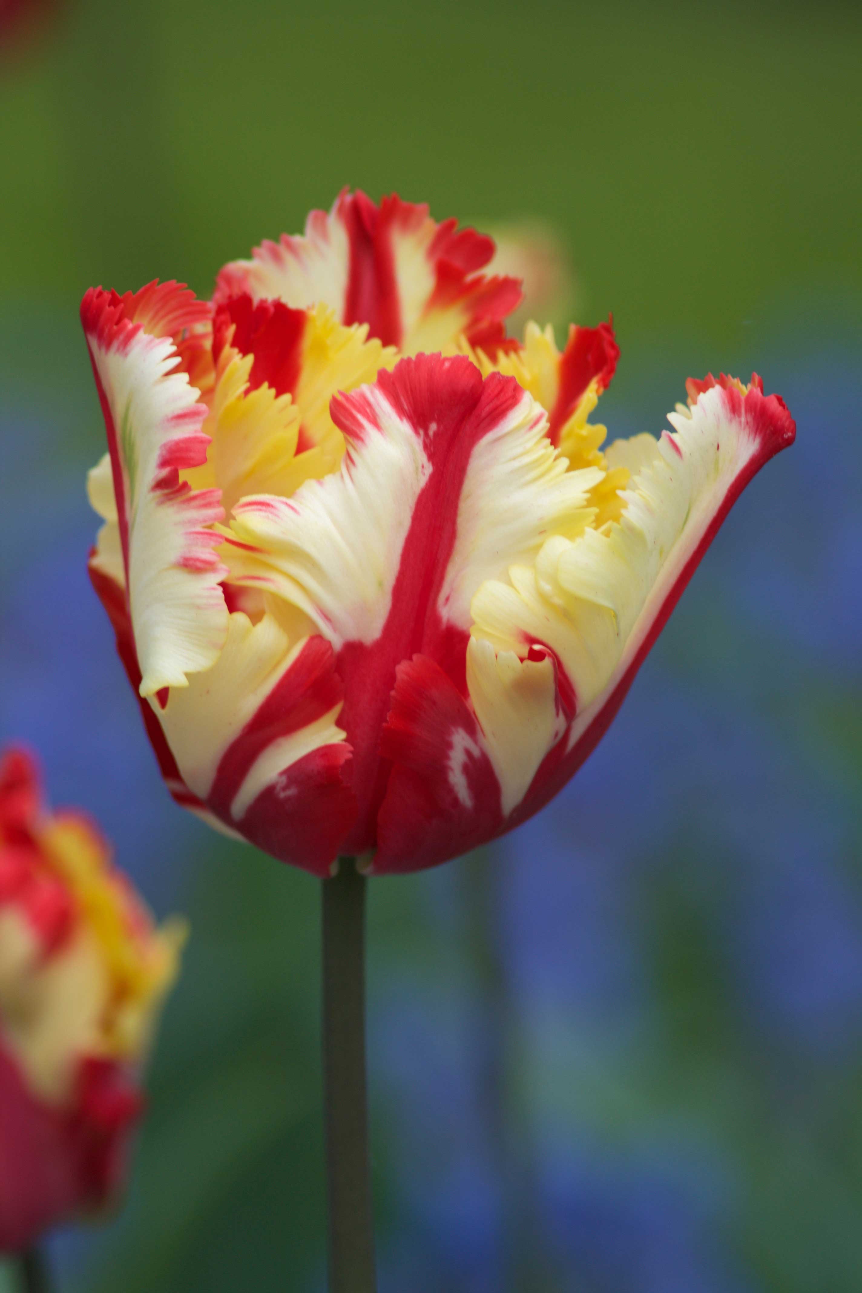 Parrot Tulips: Fancy and Flamboyant