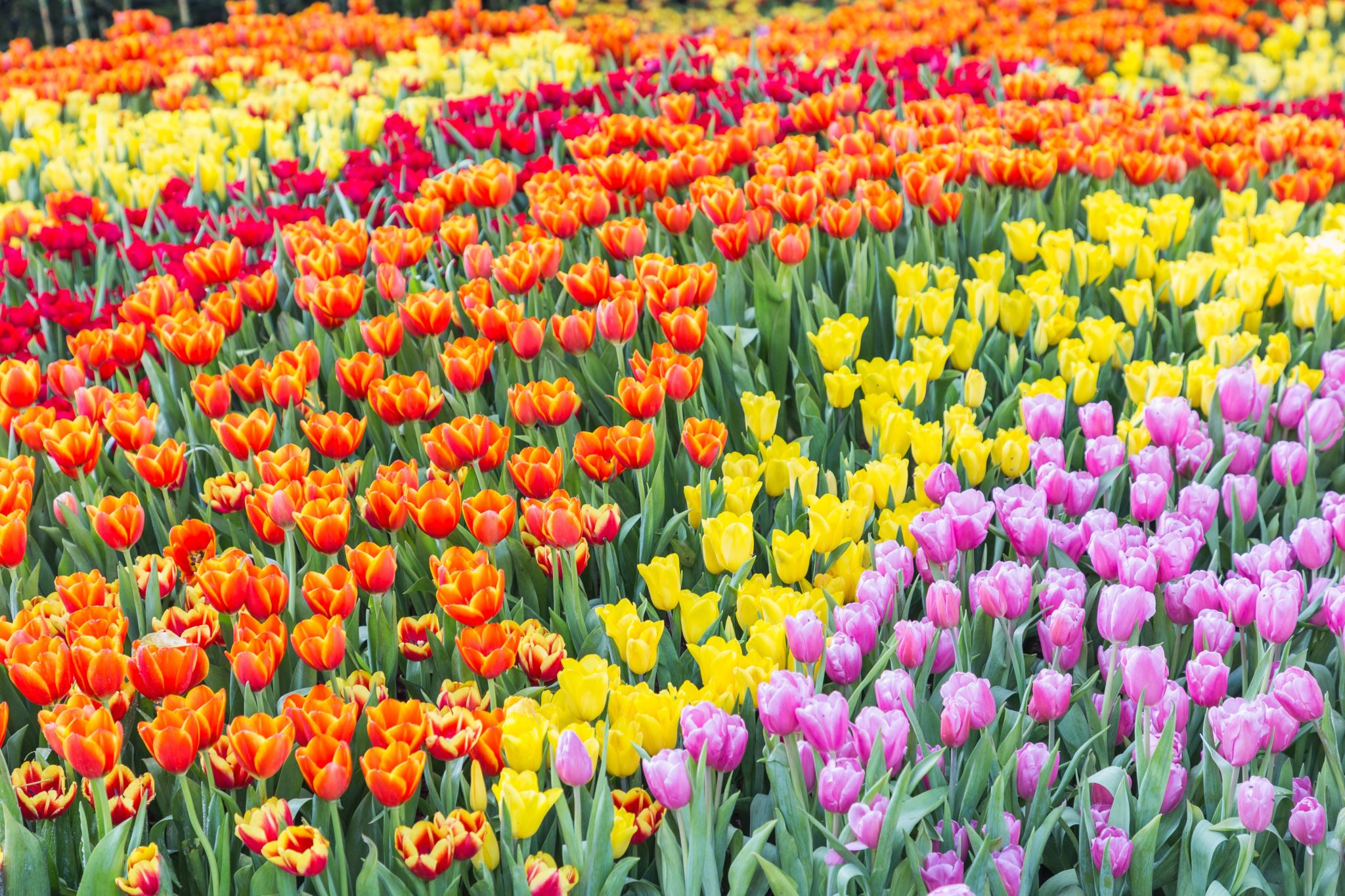 TULIPS AND TRAFFIC | The New WARM 106.9