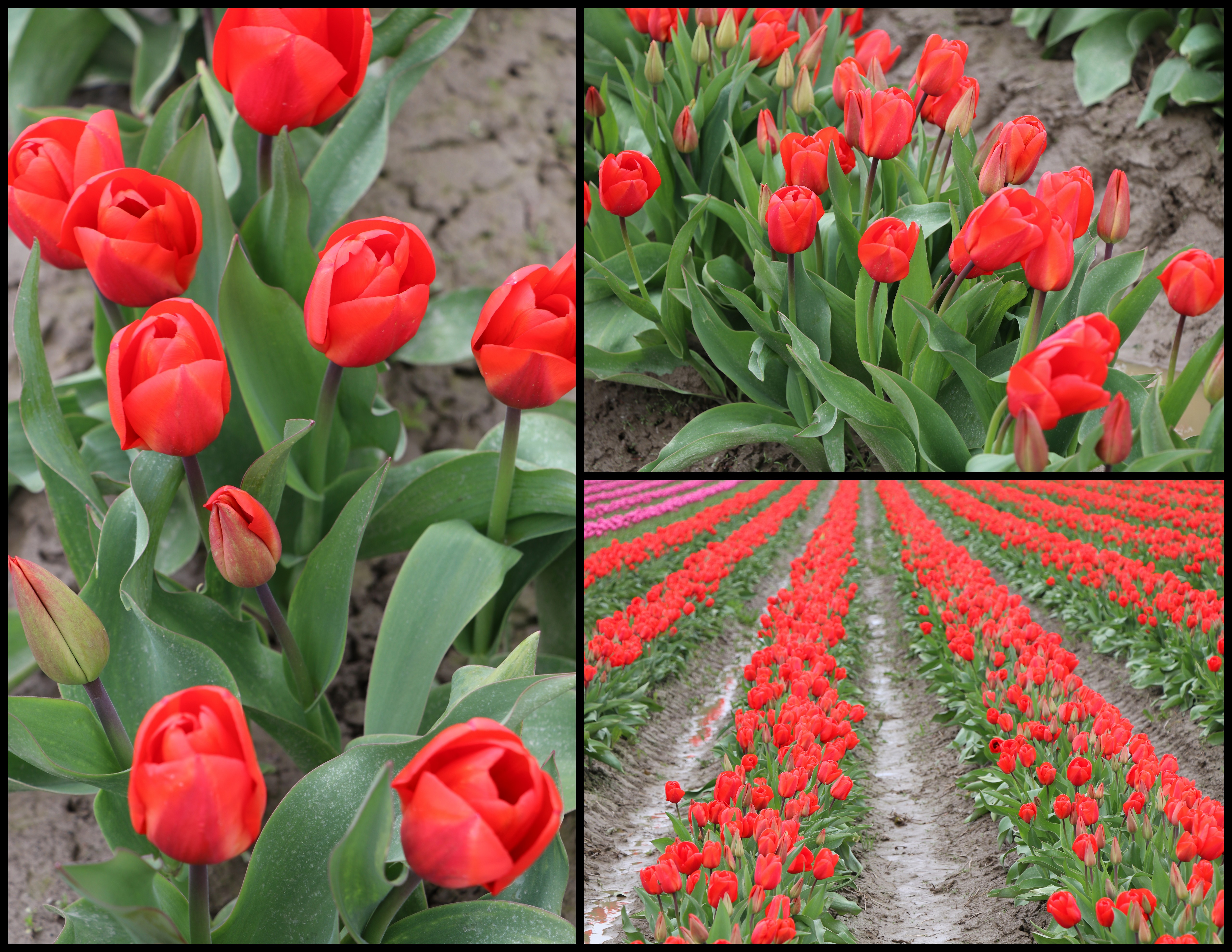 Tulips | The Happy Wonderer ~ ellen b.