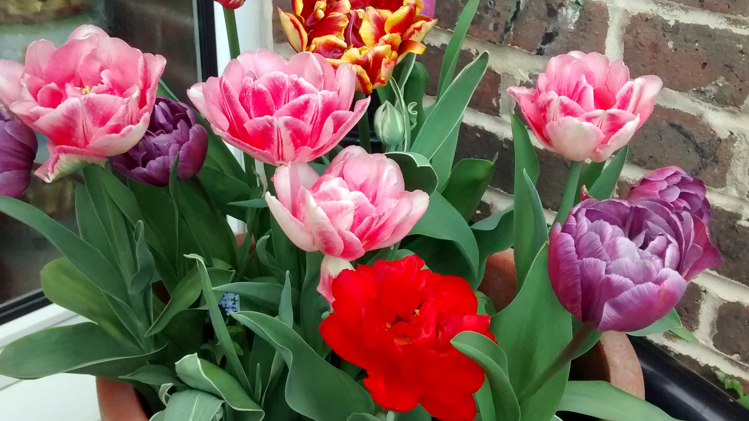 Monday Morning #Haiku 194 — Tulips (03) | Sarah Potter Writes