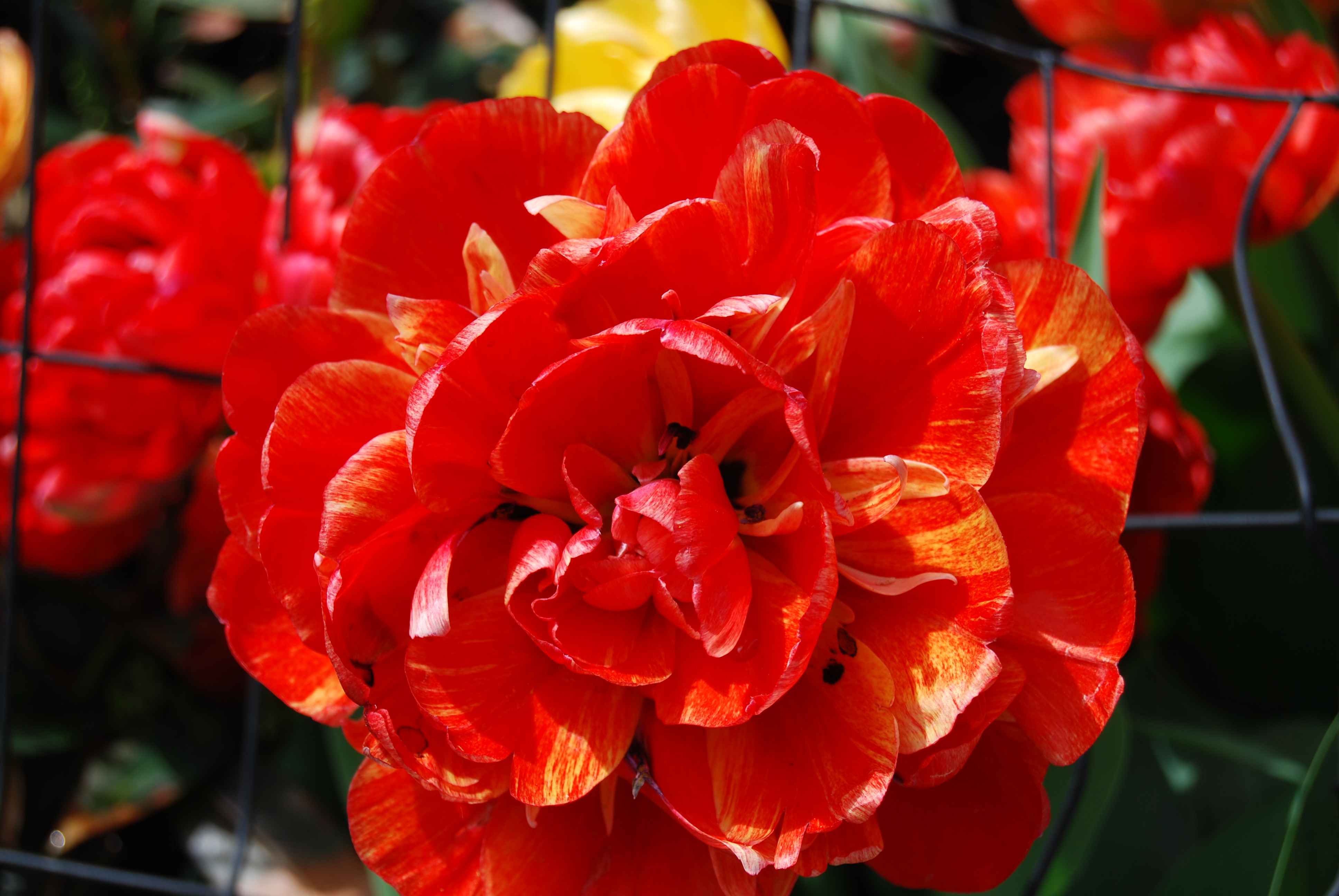 Flora Feature: Tulips - Madison Square Park Conservancy