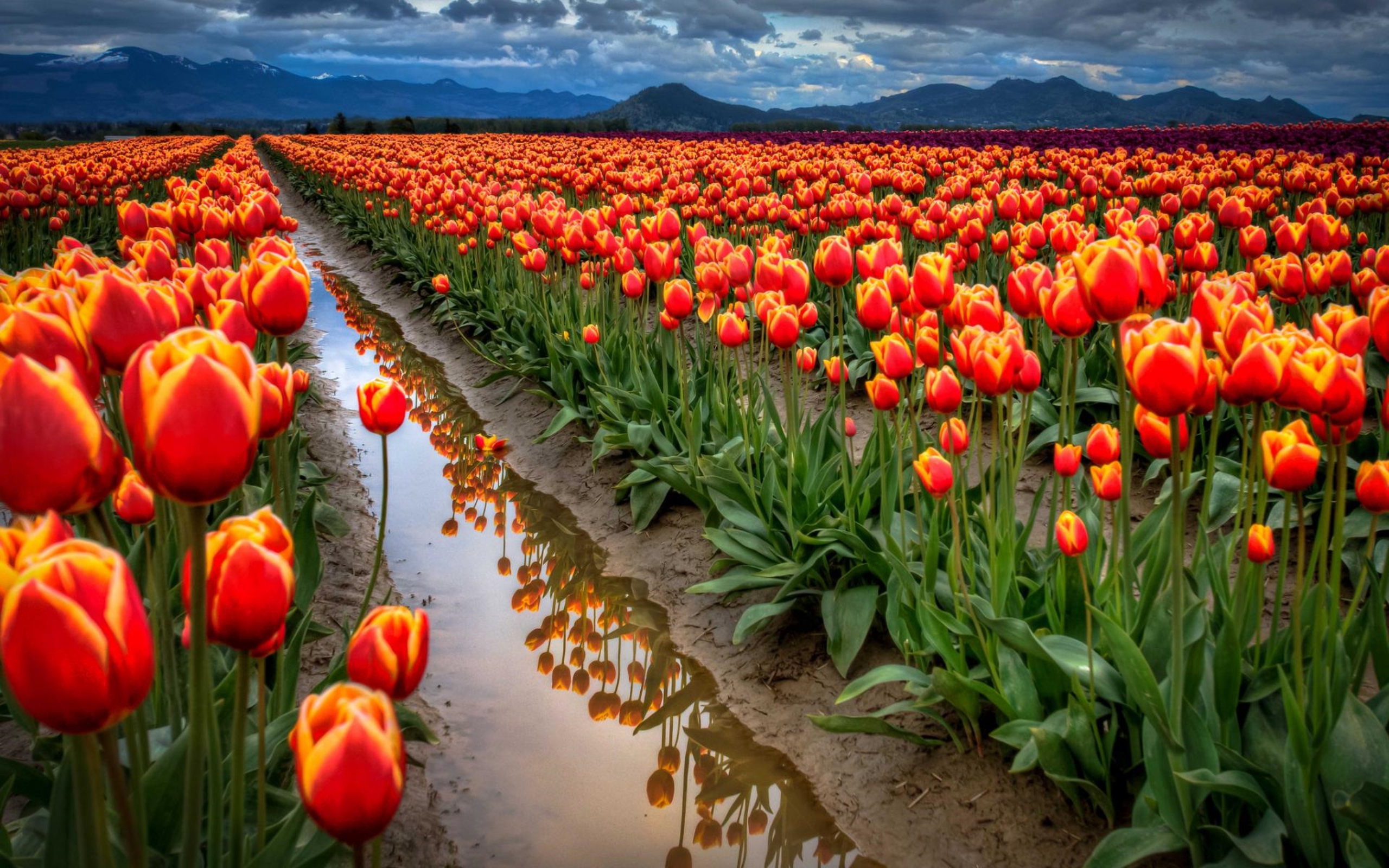 Red Tulips After Rain | HD Wallpapers