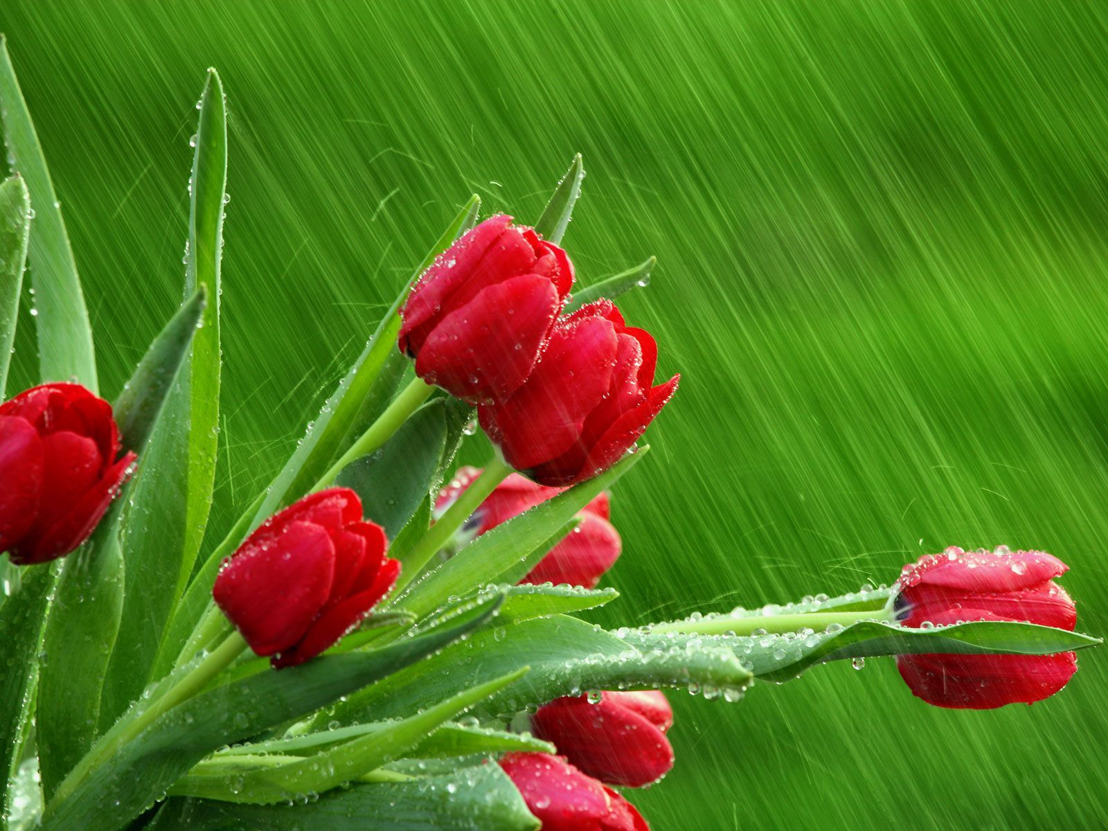 red tulips in the rain wallpaper rose leaves drops Desktop ...