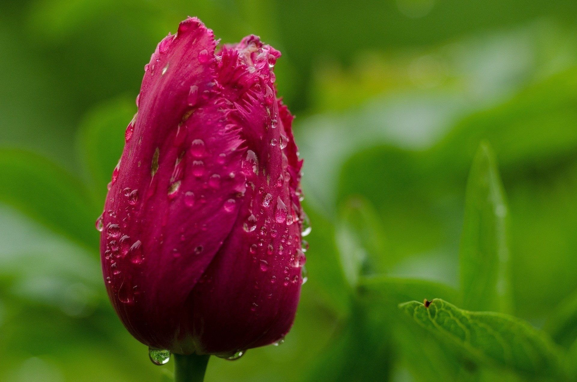 Flowers: Rain Drops Tulips Bokeh Nature Flower Tulip Free Download ...
