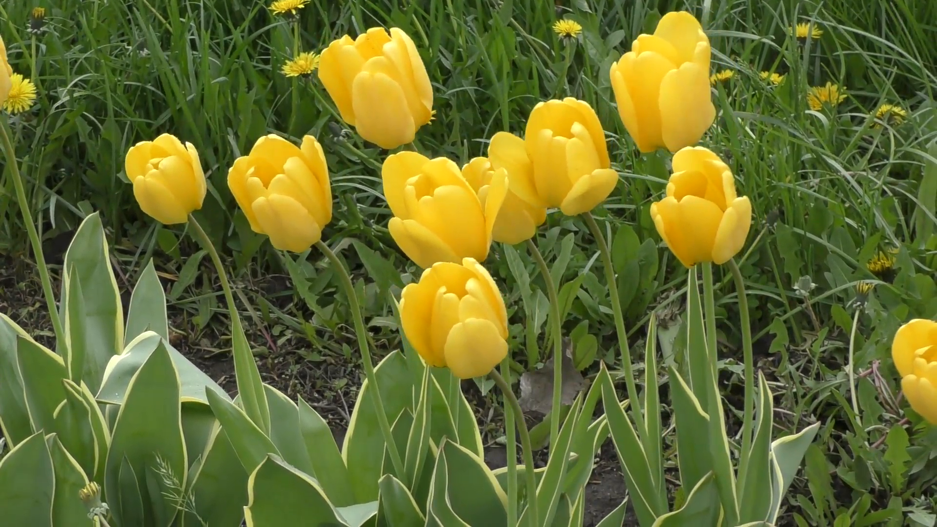 Yellow tulips swinging in the wind after the spring rain Stock Video ...