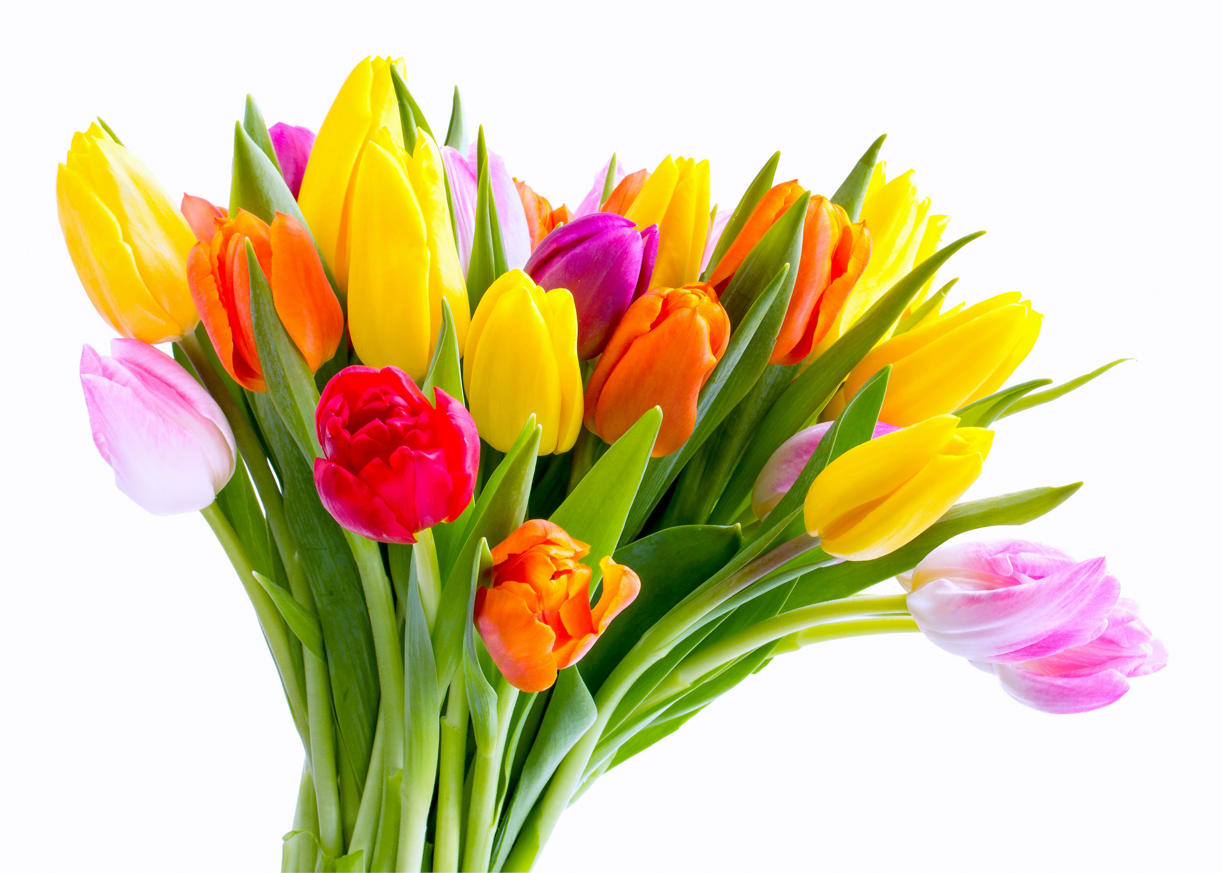 Picture Bouquets Tulips Flowers 4000x2857
