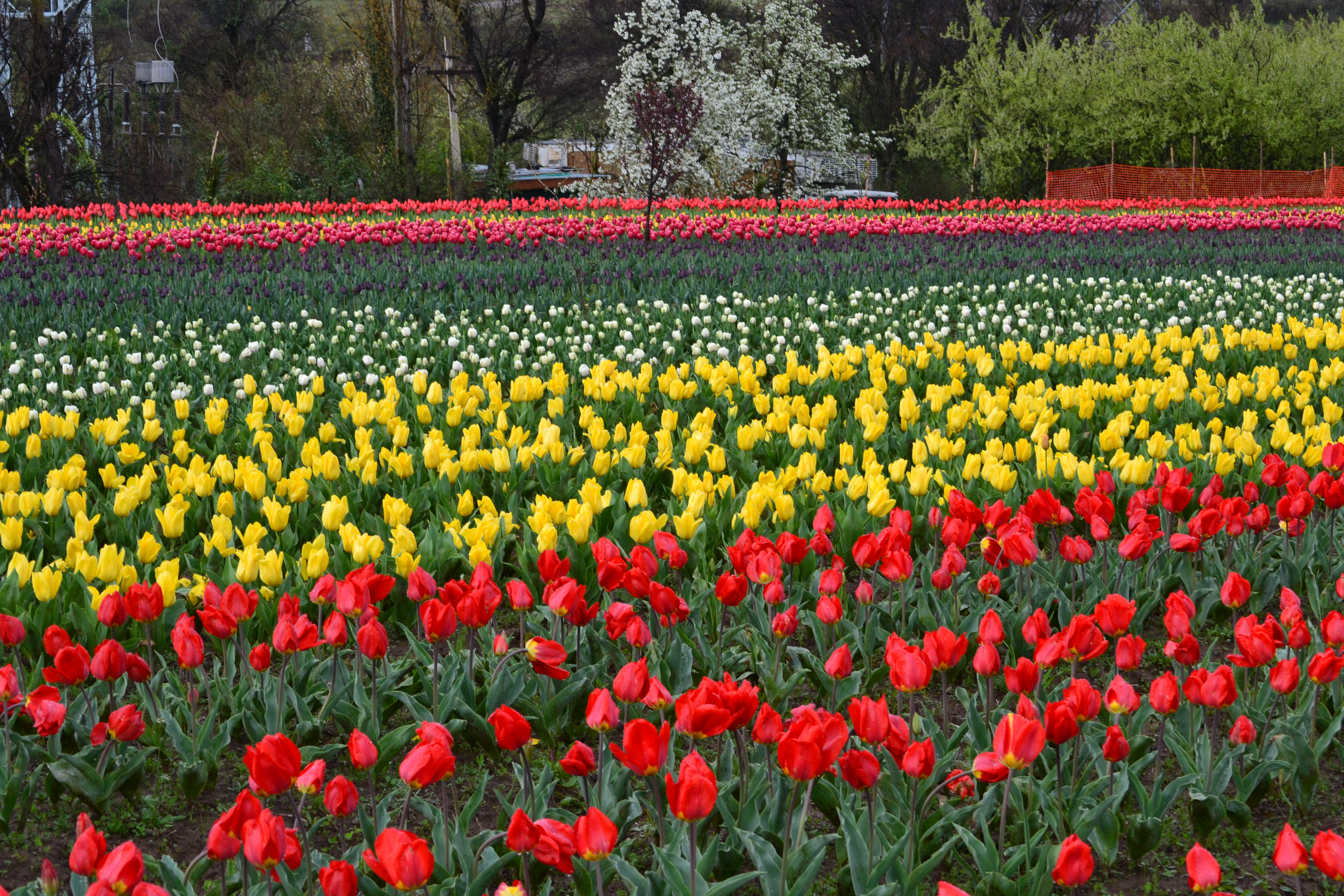 Indira Gandhi Memorial Tulip Garden - Wikipedia