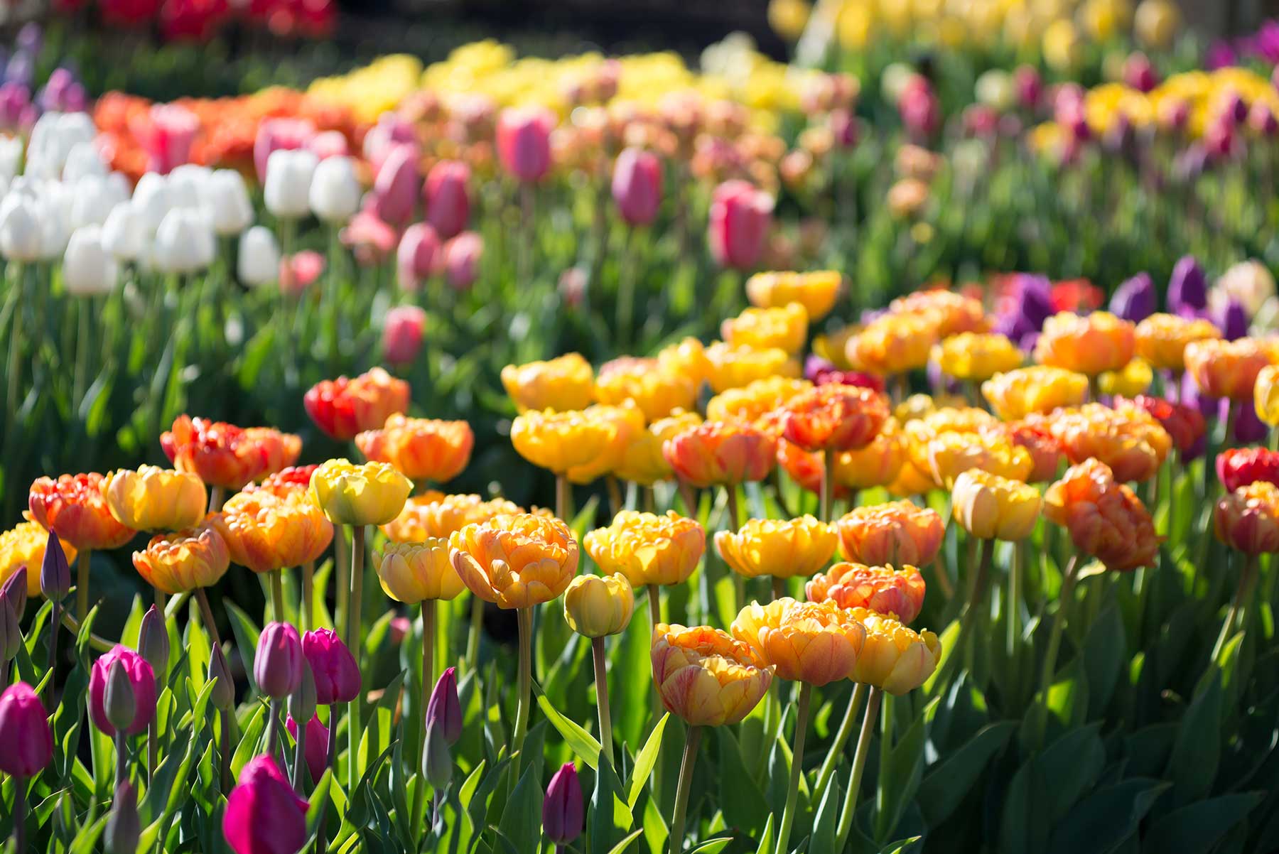 Planting Tulip Bulbs in Your Vegetable Garden - Longfield Gardens