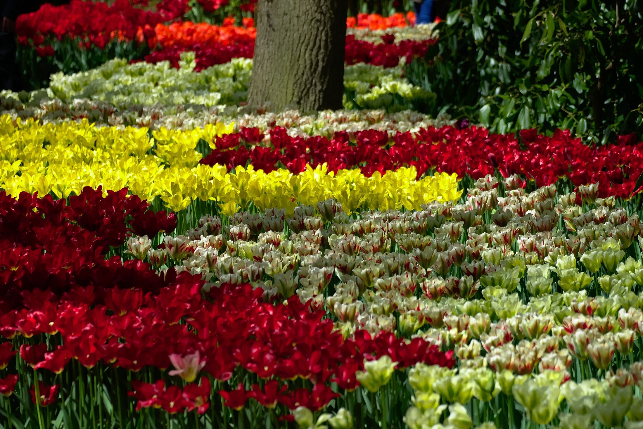 Tulips in the garden photo
