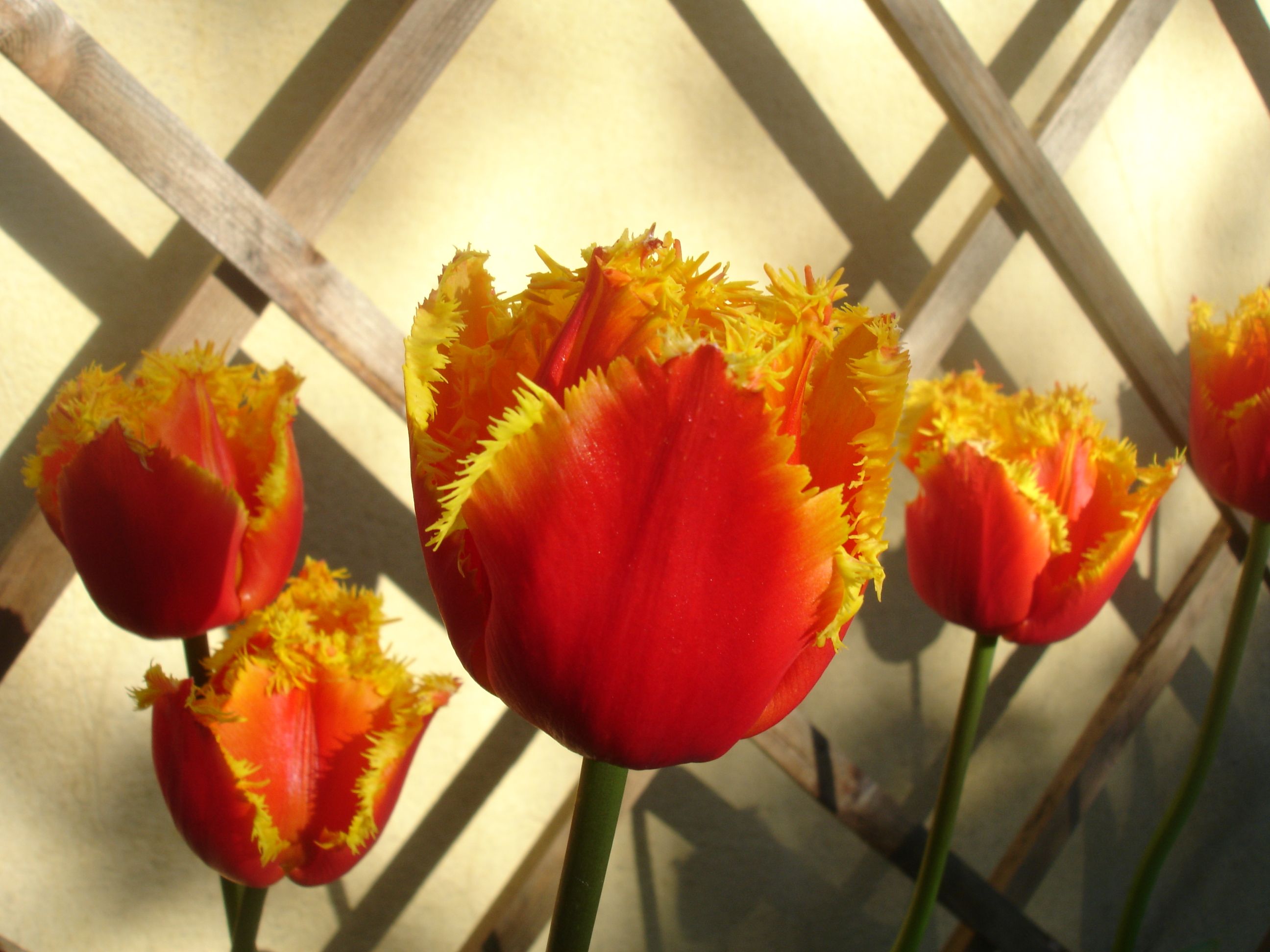 Tulipa « Sterna Paradisaea | Tulips | Pinterest | Jets