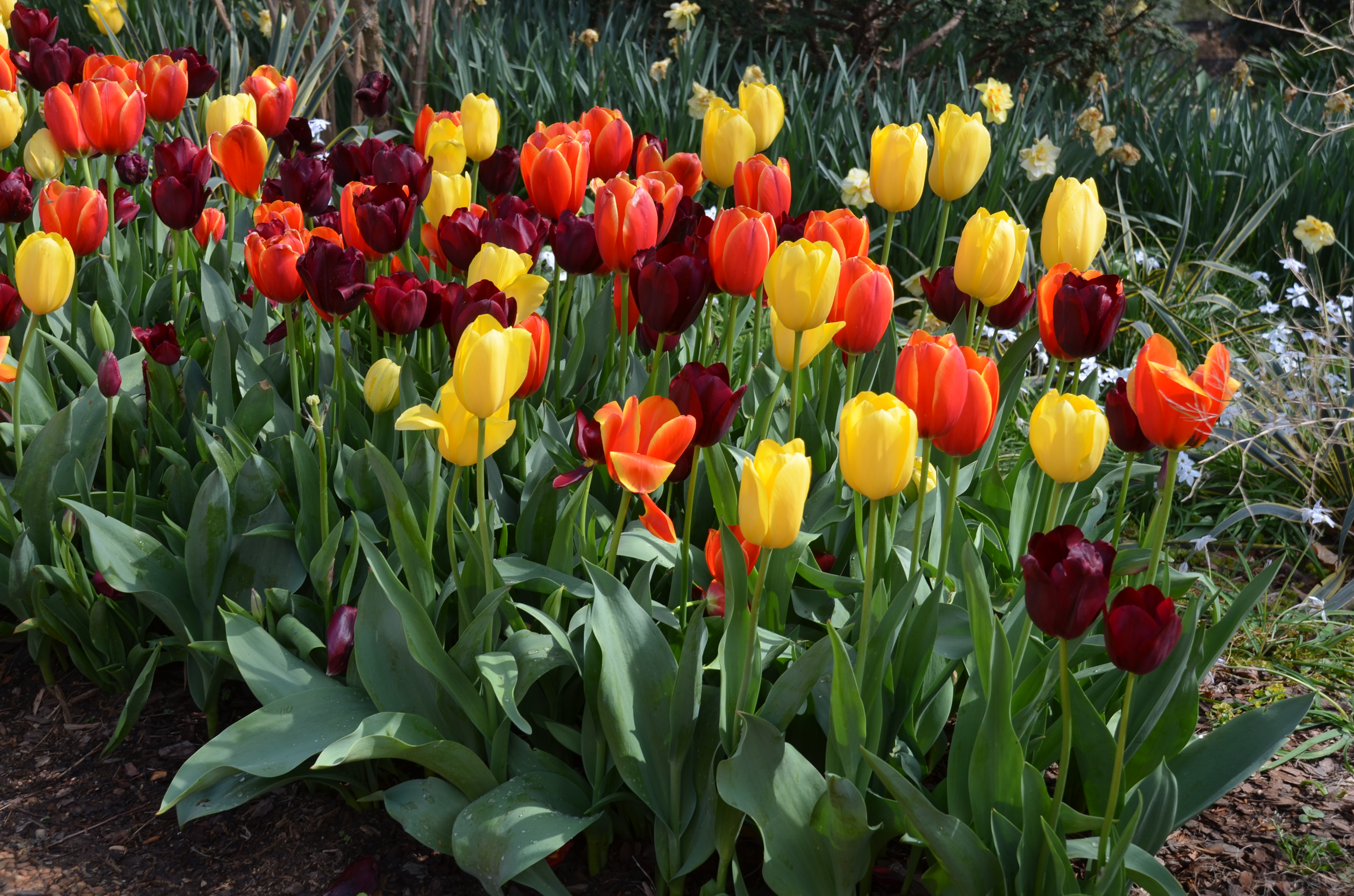 Avoid Dreaded Tulip Fire Disease | What Grows There :: Hugh Conlon ...