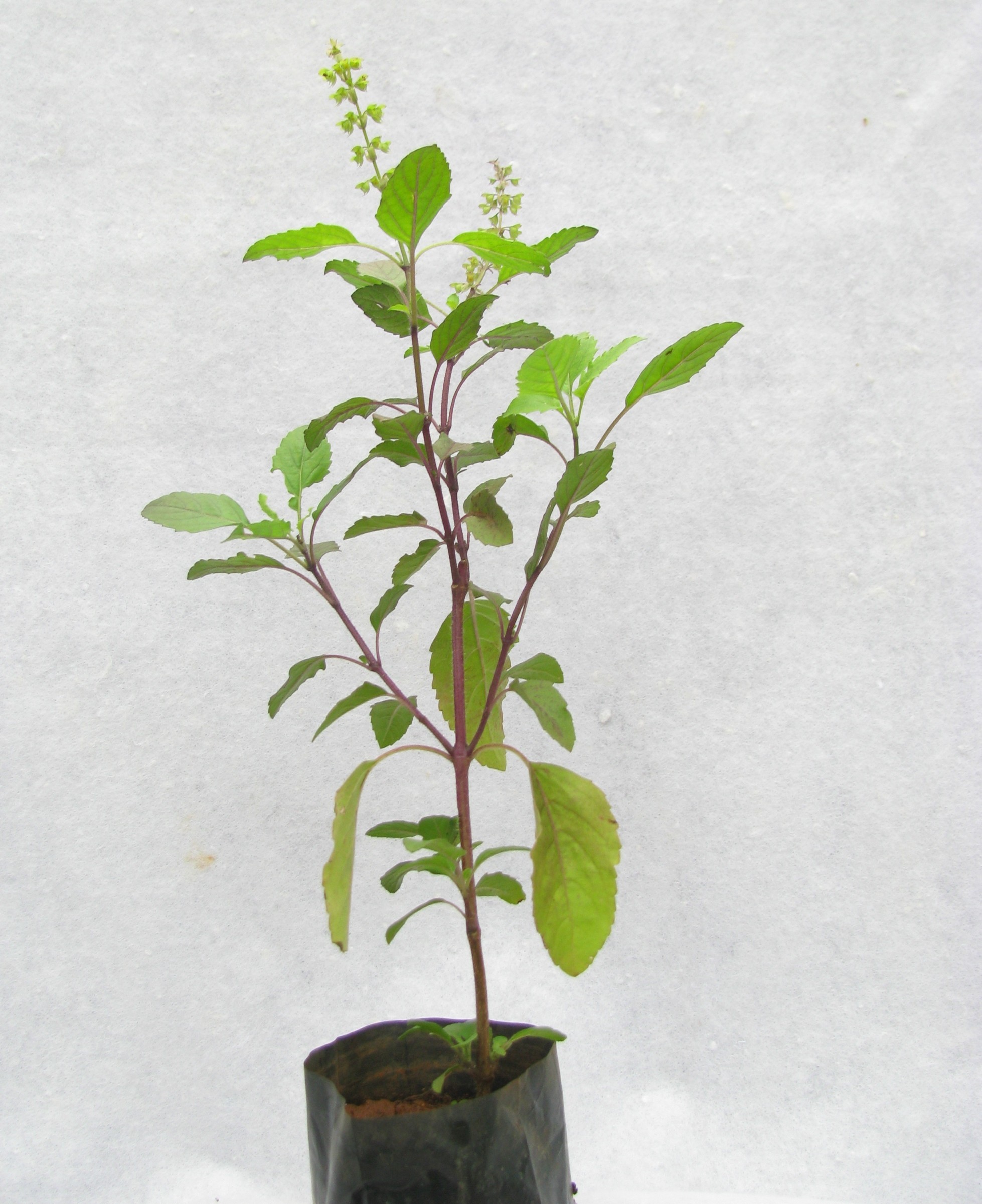 Buy Tulsi Plant Online at best Prices in India | chhajedgarden.com