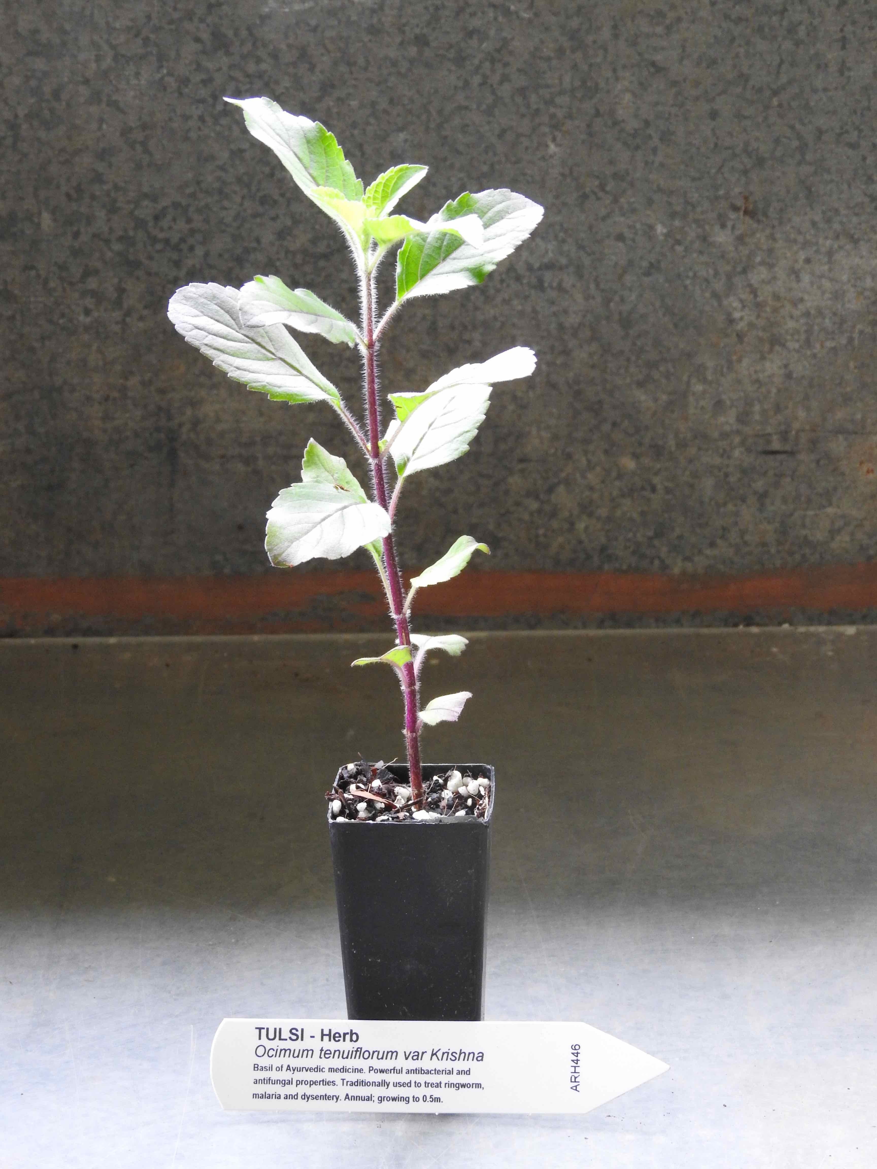 Tulsi plant | Ocimum tenuiflorum - All Rare Herbs, specialist herb ...
