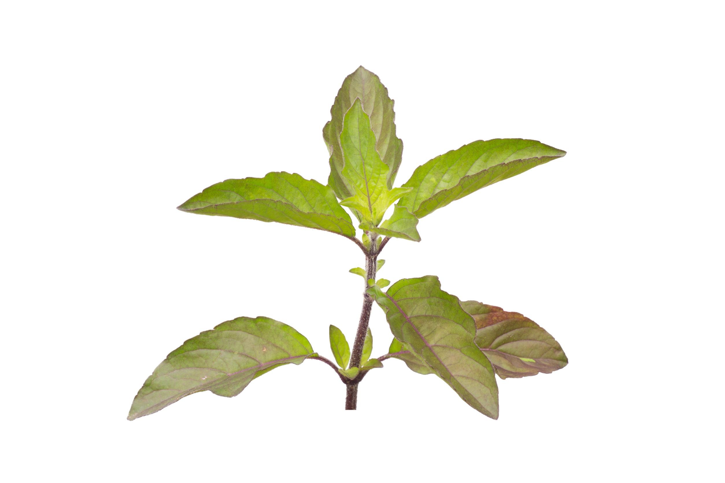 Raw Tulsi Fresh Leaves for Sale | Tulsi Leaf Buy Online