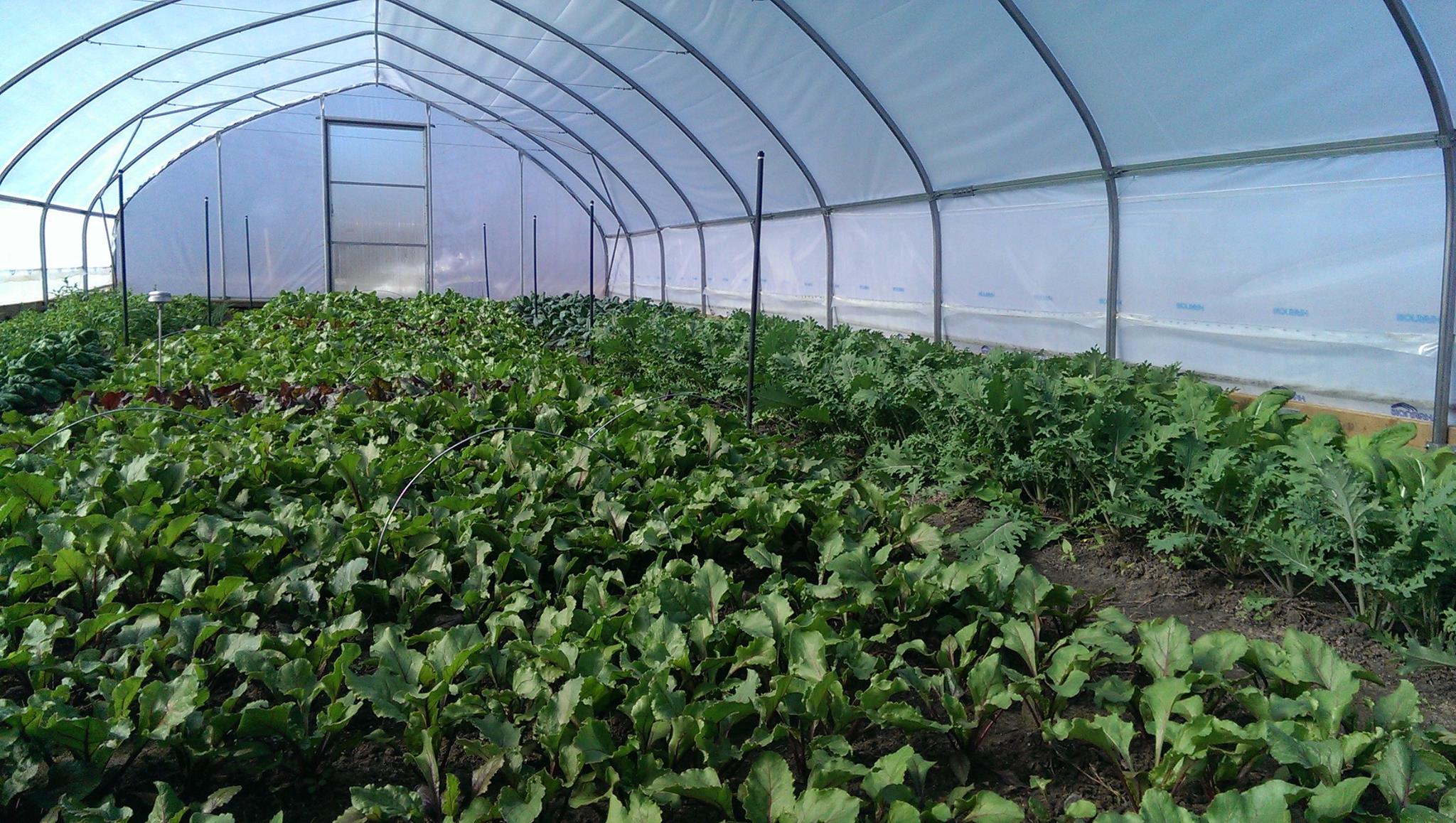 high tunnels | SPIN-Farming – A New Way to Learn to Farm