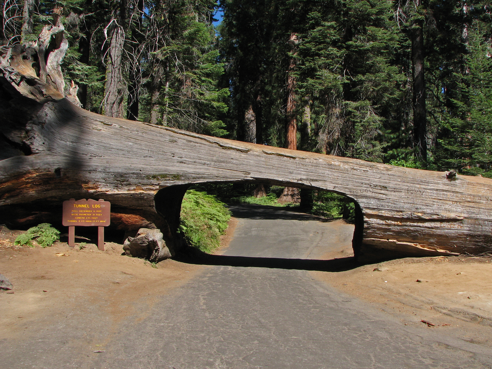 Tunnel log in sequoia national park photo