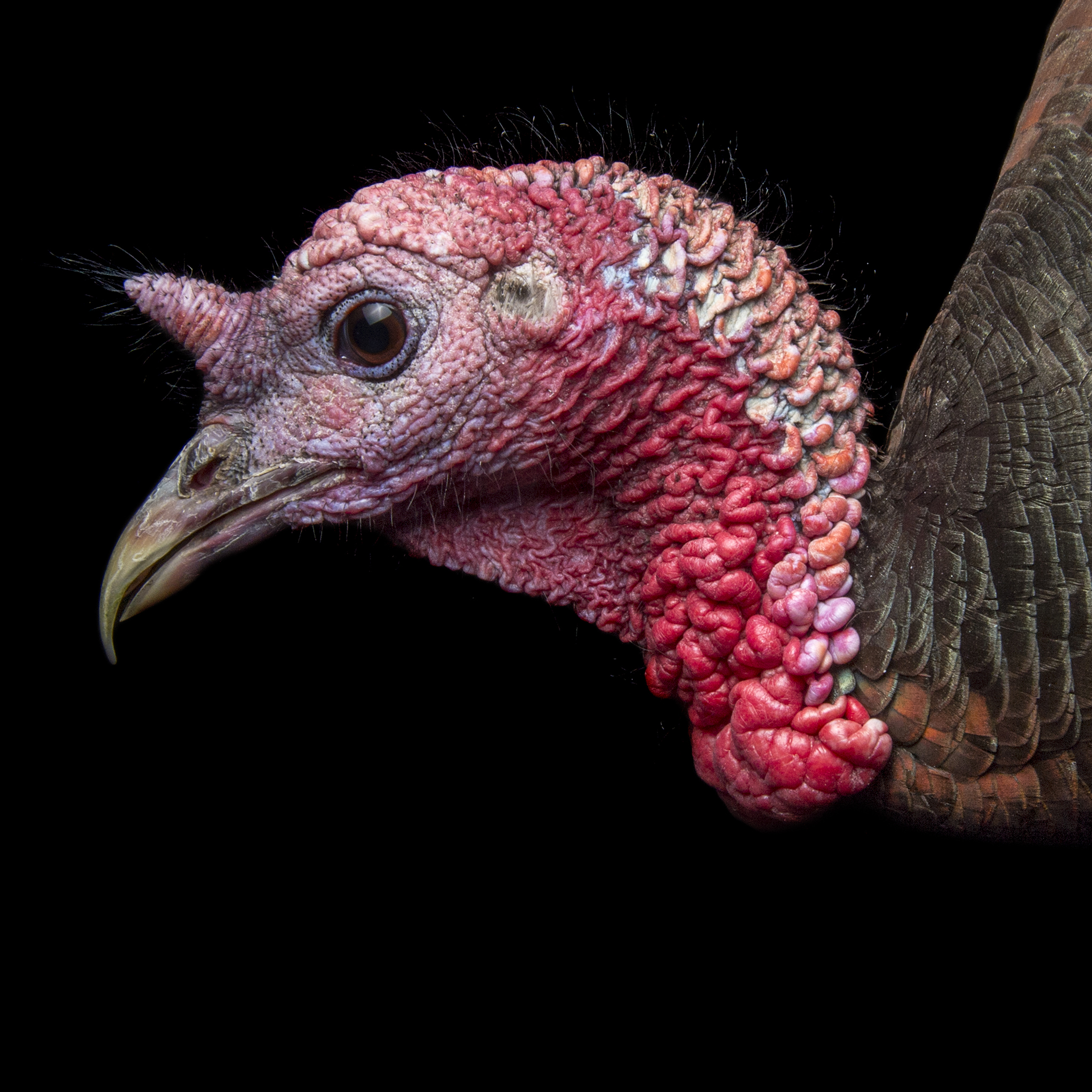 Wild Turkey | National Geographic