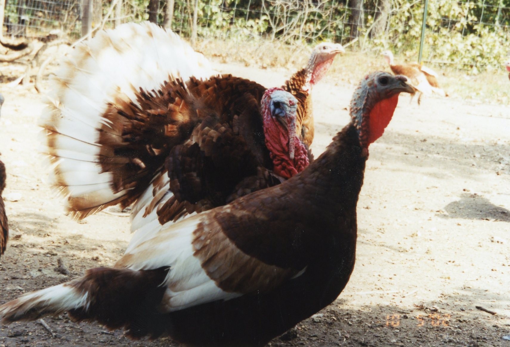 Bourbon Red Turkey - Heritage Turkey Poults | Cackle Hatchery
