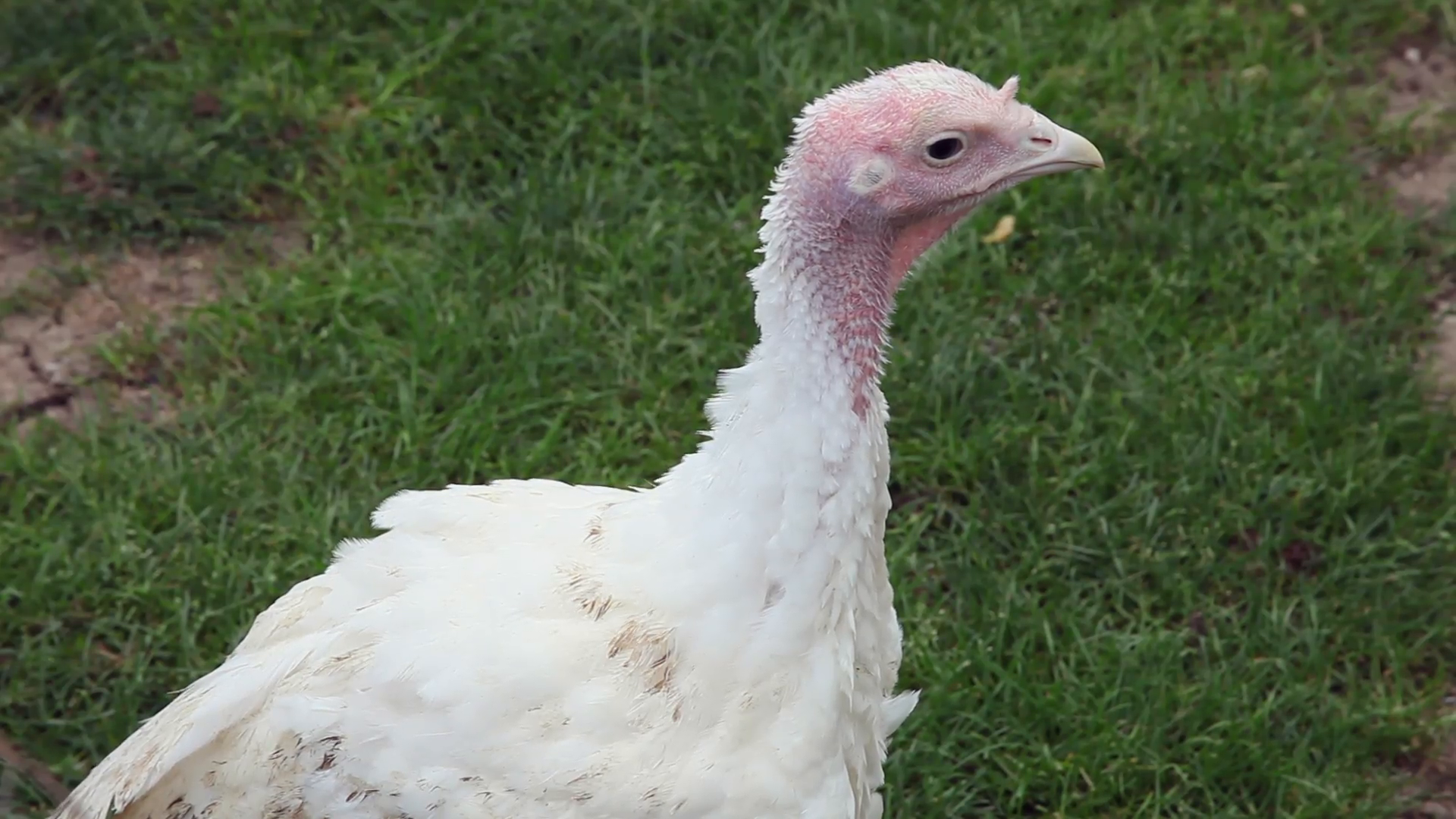 Young white turkey bird, organic farm, poultry farming, green grass ...