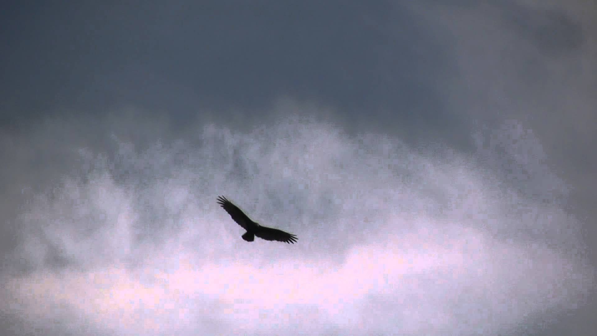 Turkey vulture flying photo