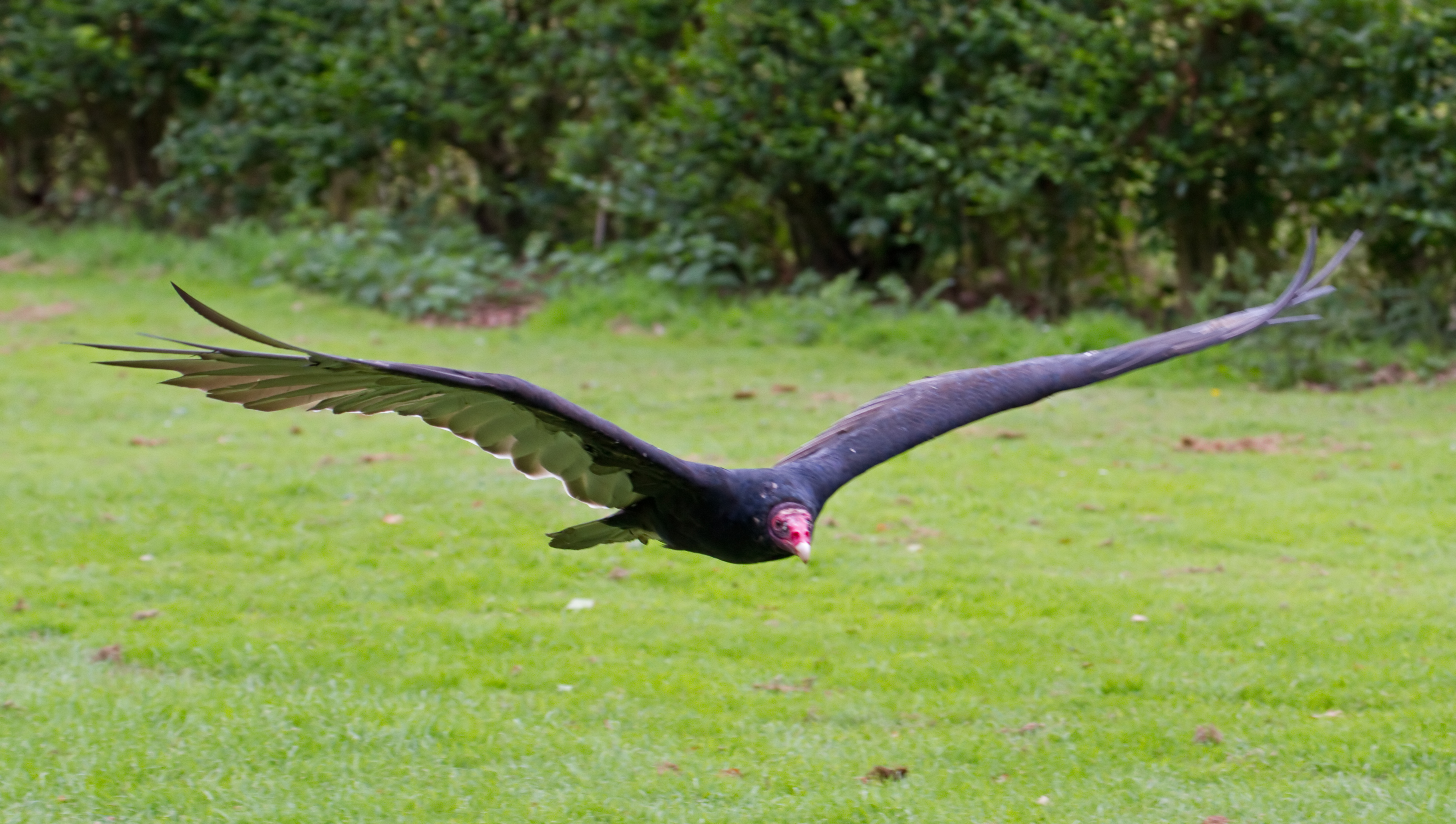 File:Turkey Vulture in flight 2 (6022492330).jpg - Wikimedia Commons