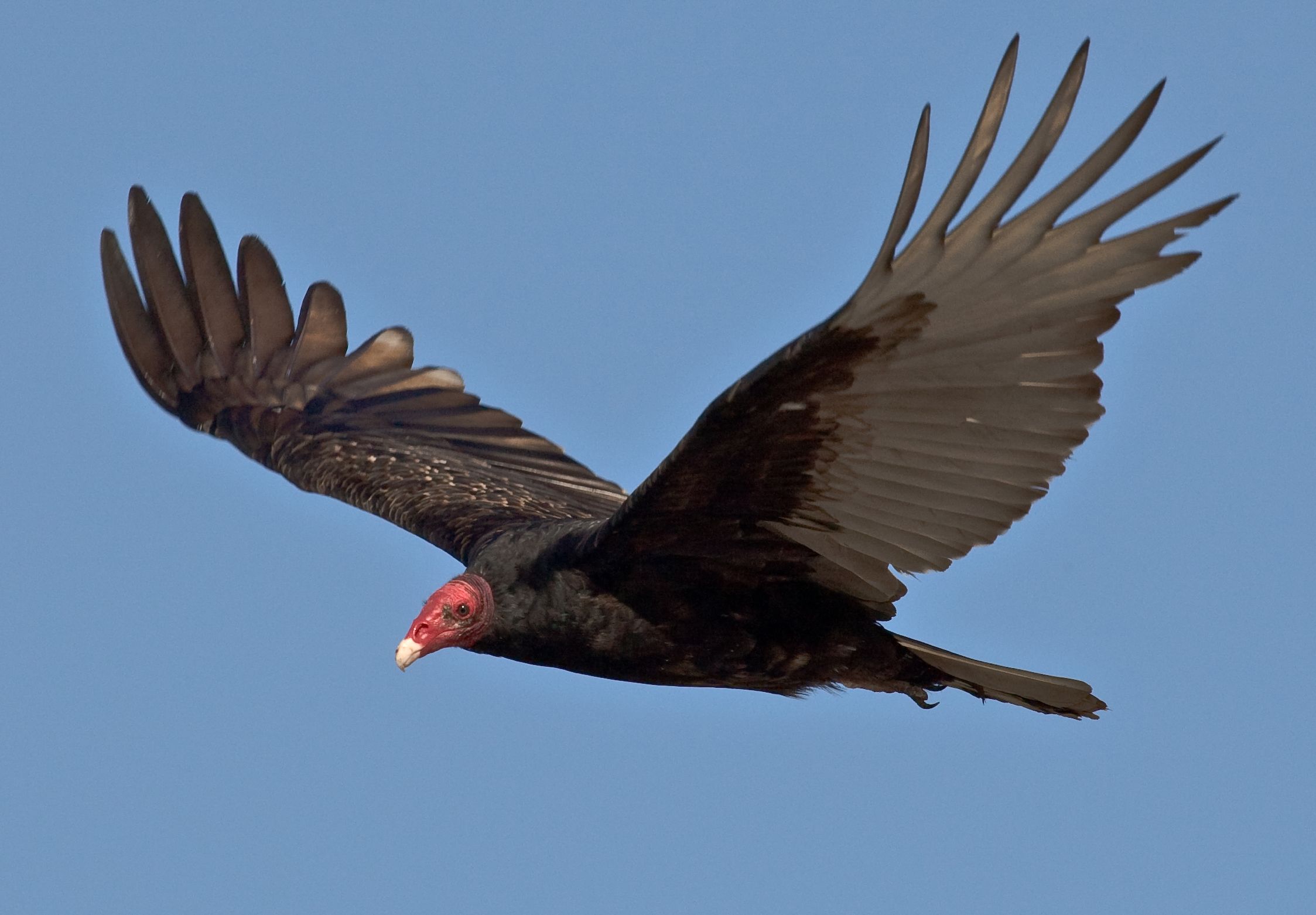 Turkey Vulture http://www.spirit-animals.com/vulture/ | Totem ...