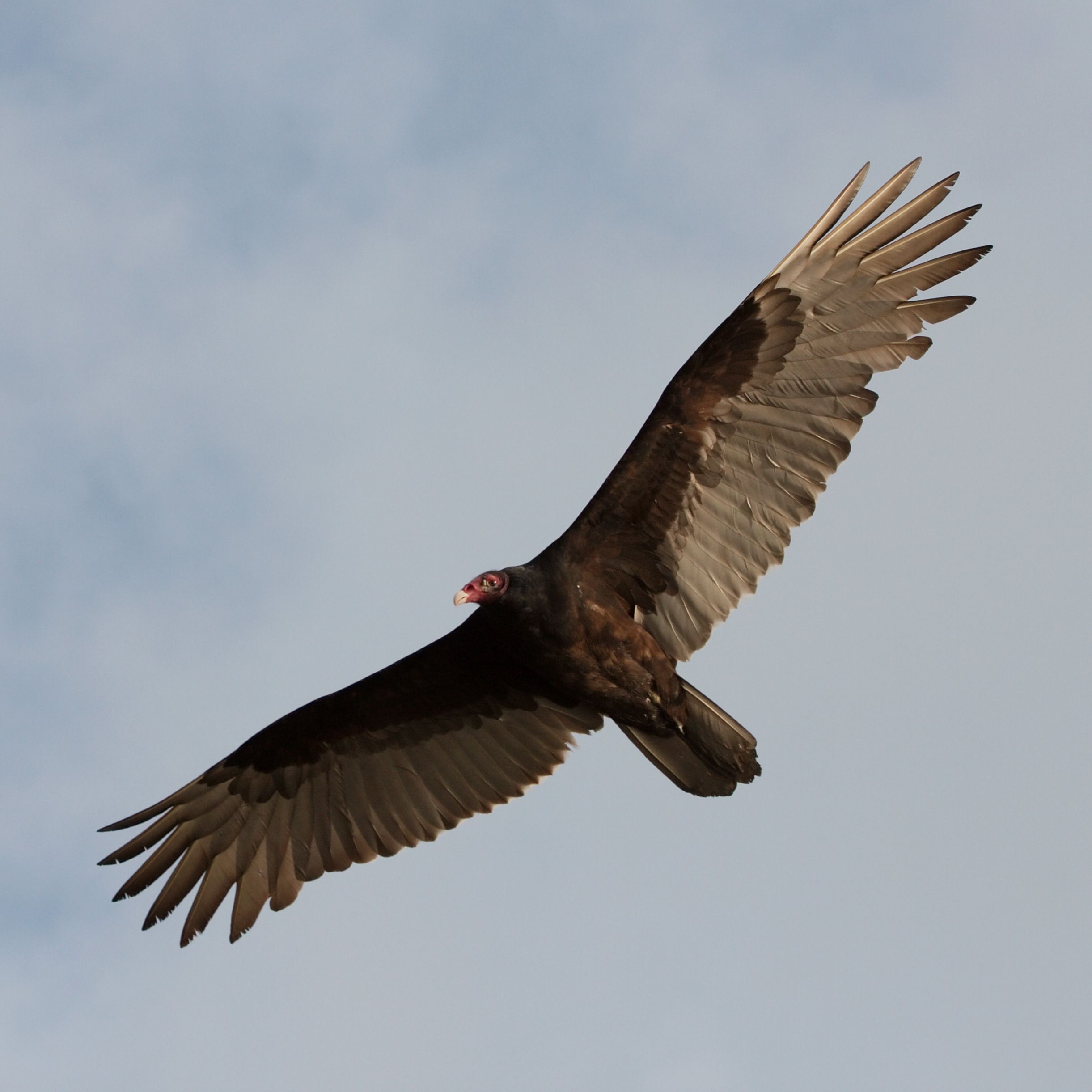 Turkey vulture - Wikipedia, the free encyclopedia | All about Birds ...