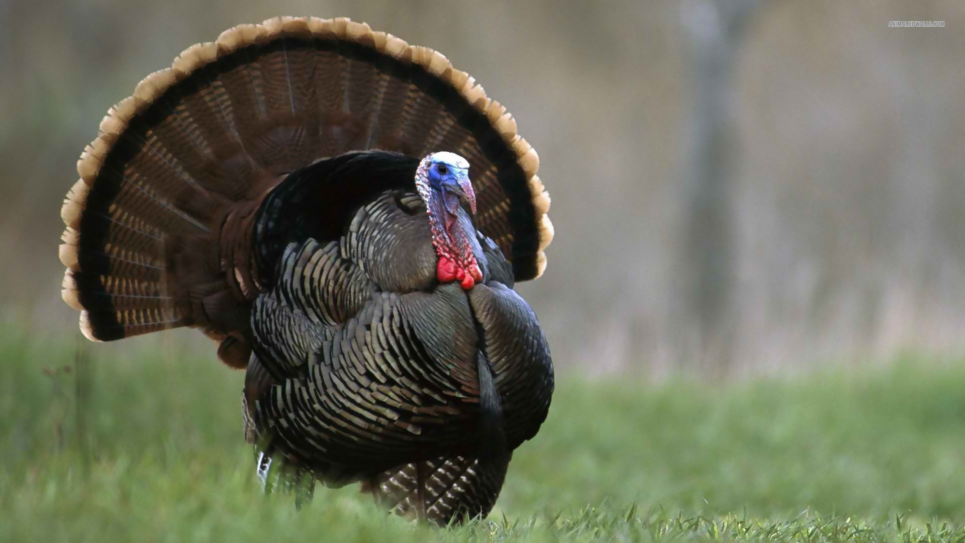The Stratalis Group | The Strategic Challenges Turkeys Face