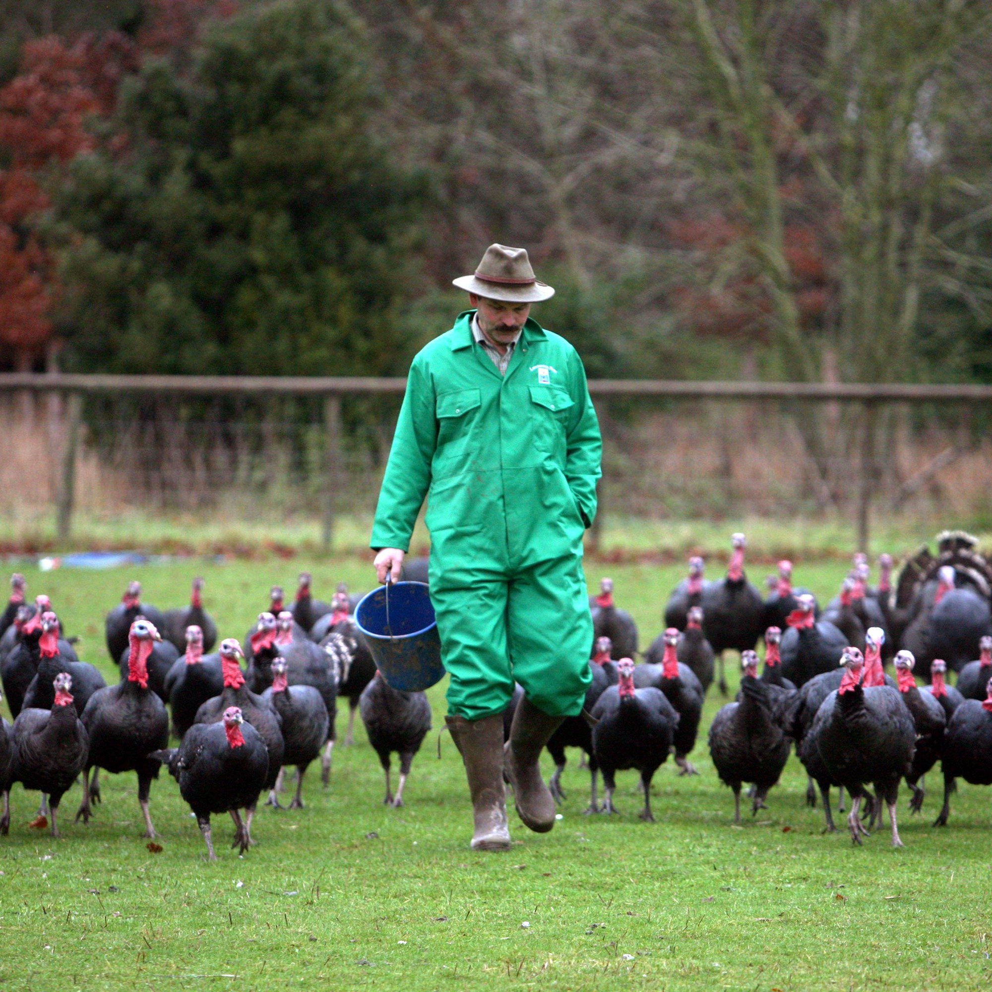 Should You Know Where Your Thanksgiving Turkey Comes From? - Vogue
