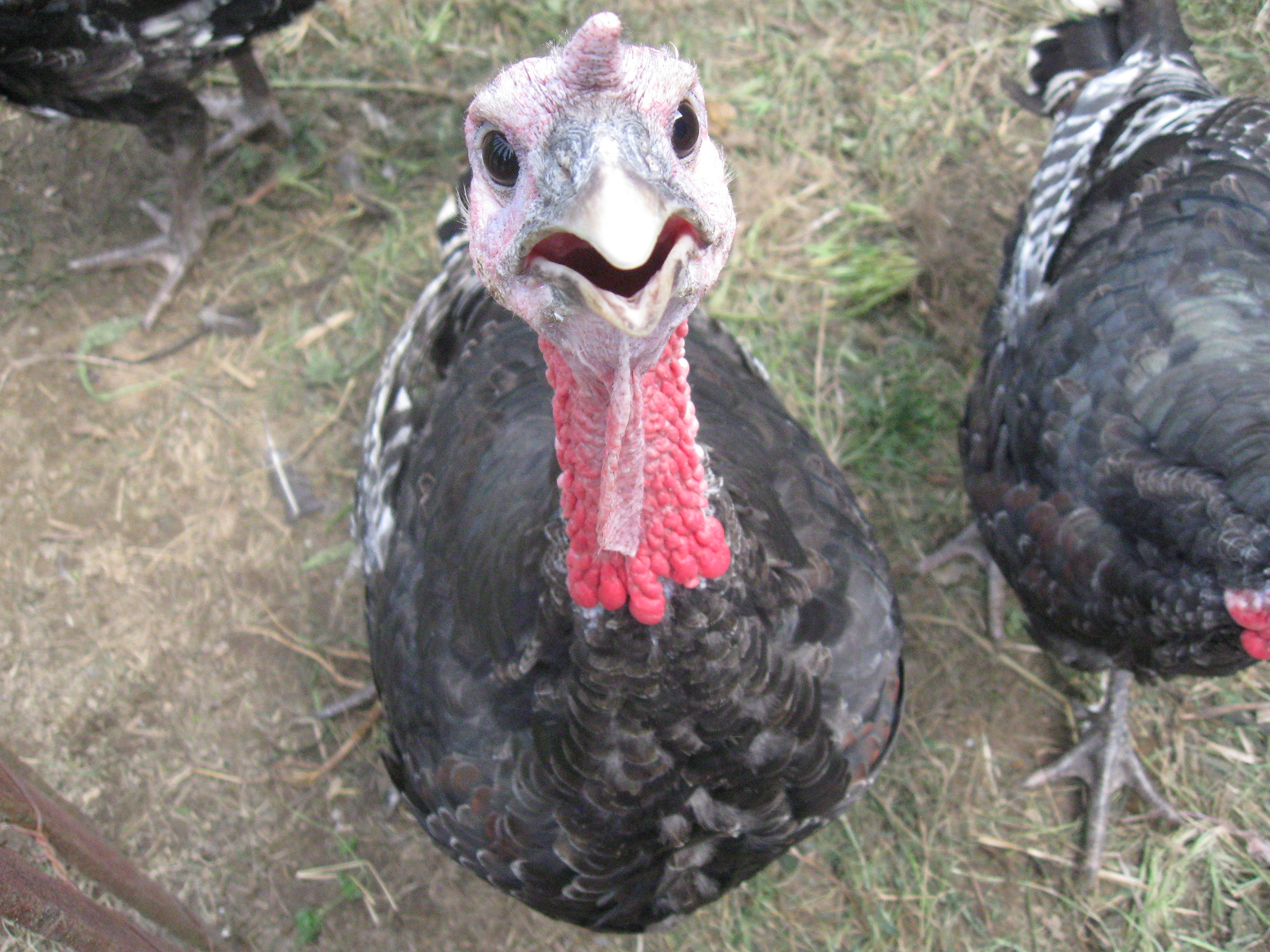 Turkey Tracks: Our Winter Turkeys | Louisa Enright's Blog