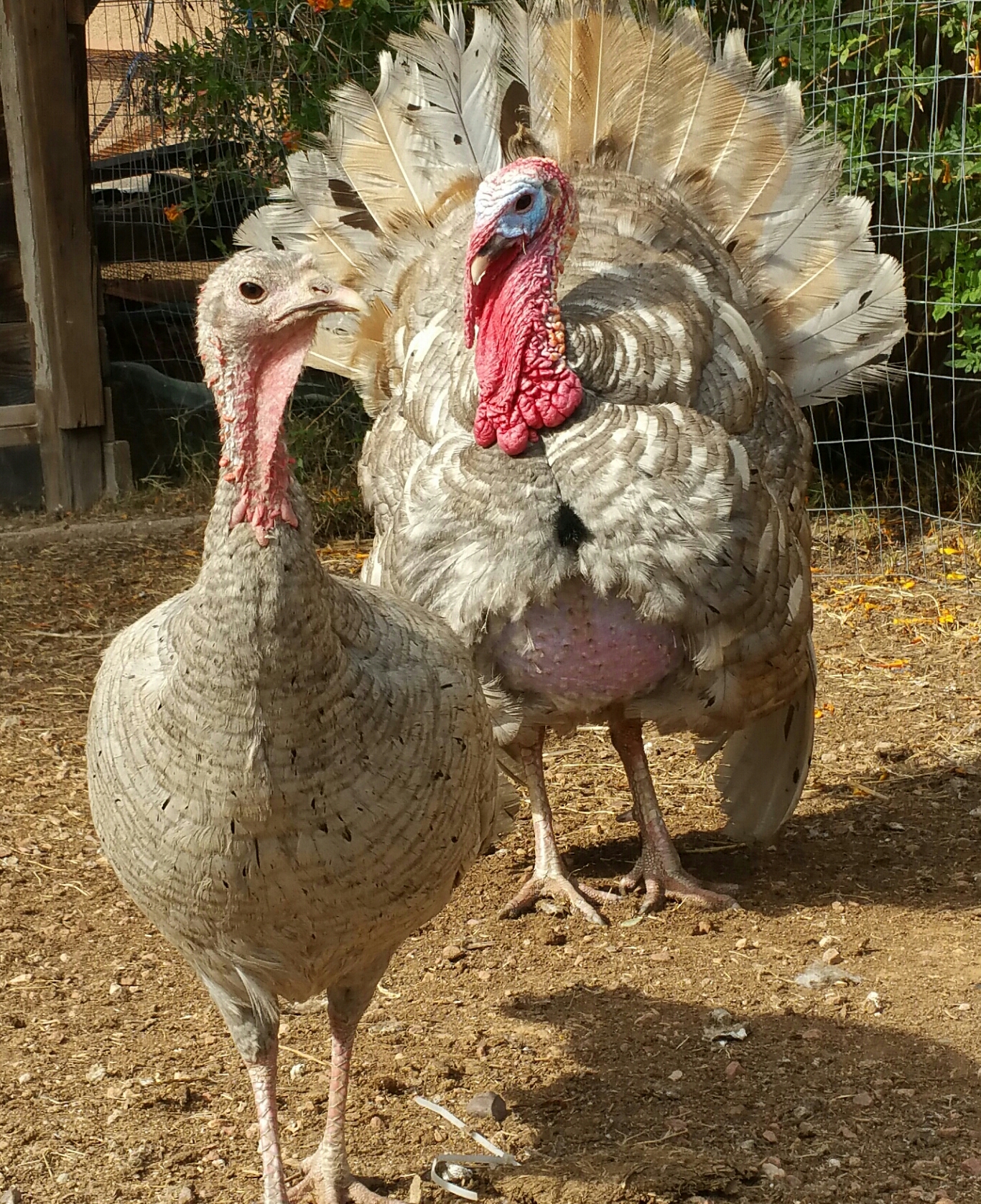 Heritage Turkey Breeds: How to Raise Turkeys – City Farming