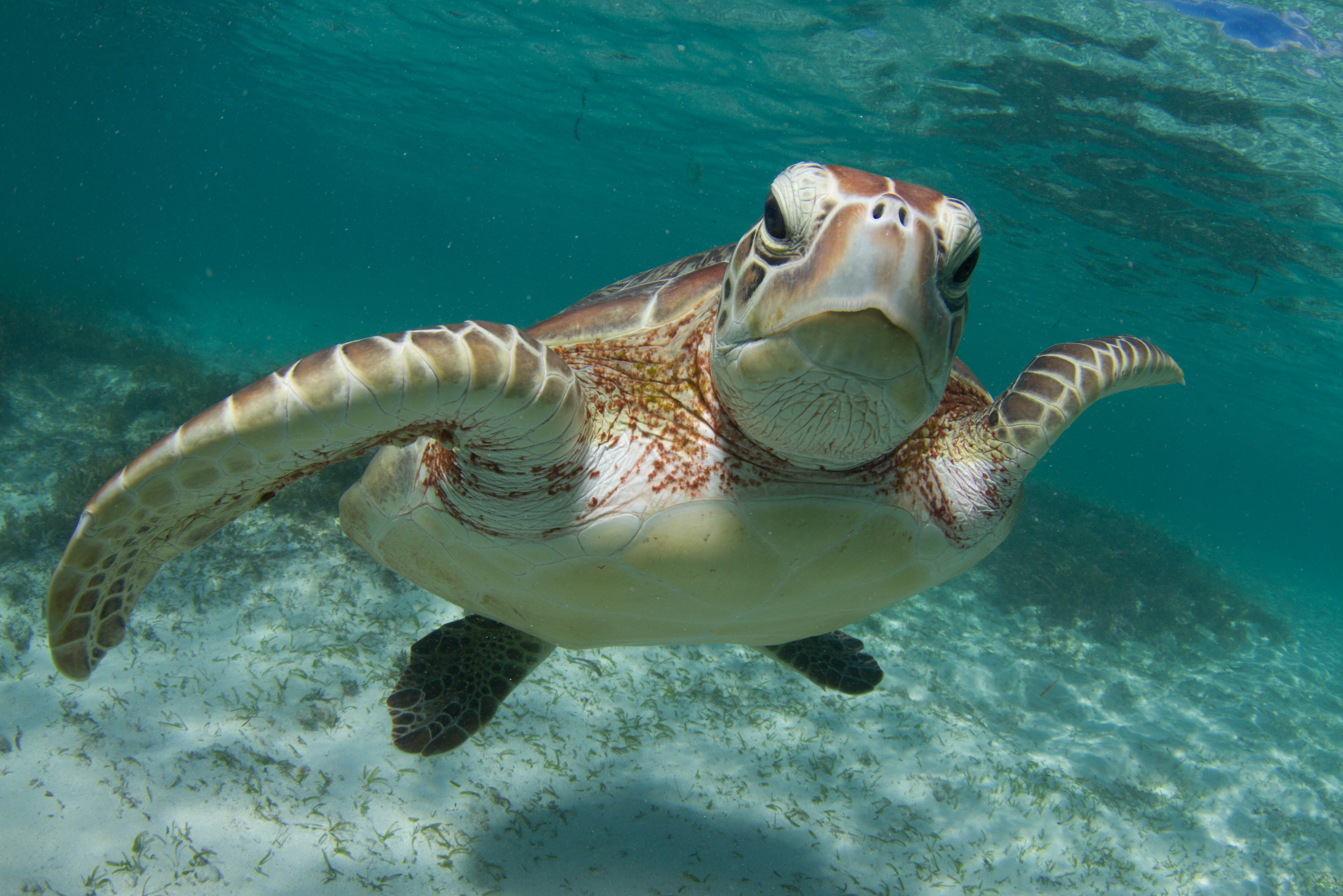 Морские обитатели морская черепаха. Тортуга черепаха. Черепаха бисса (Каретта). Морская черепаха. Черепаха океаническая.