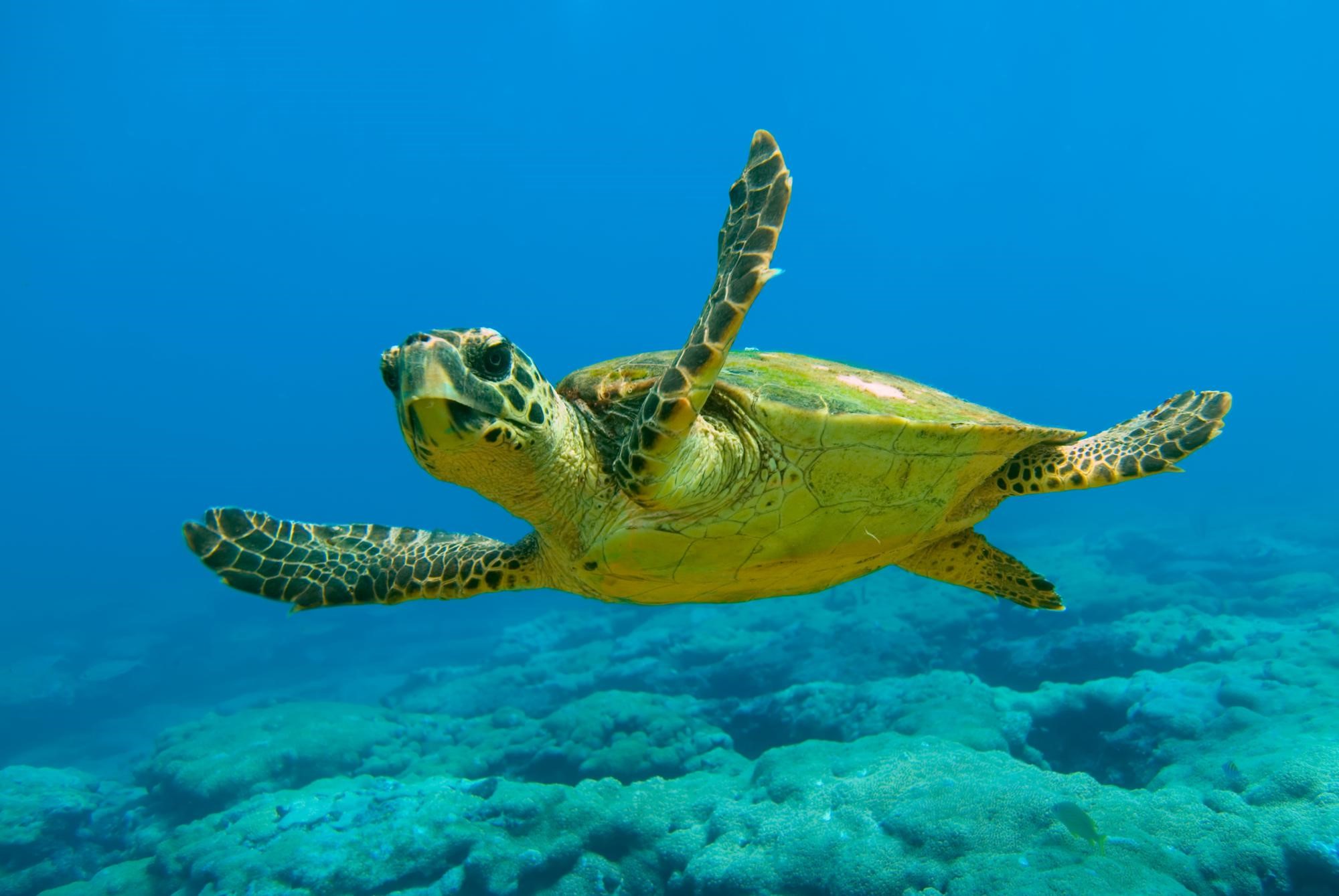 Loggerhead sea turtle - Travel Guide for Island Crete, Greece