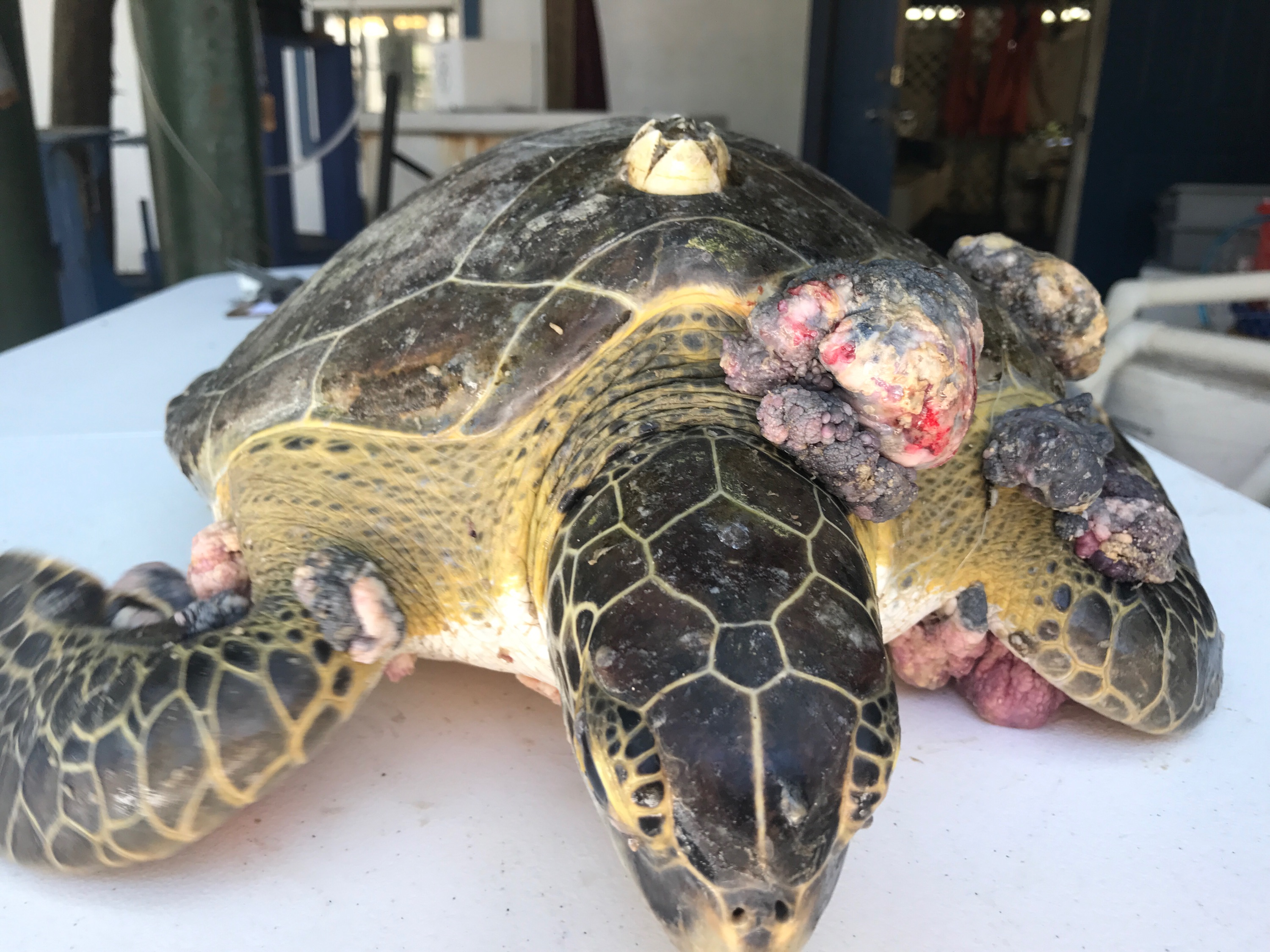 Sea turtle exposed to tumor-causing virus now receiving treatment