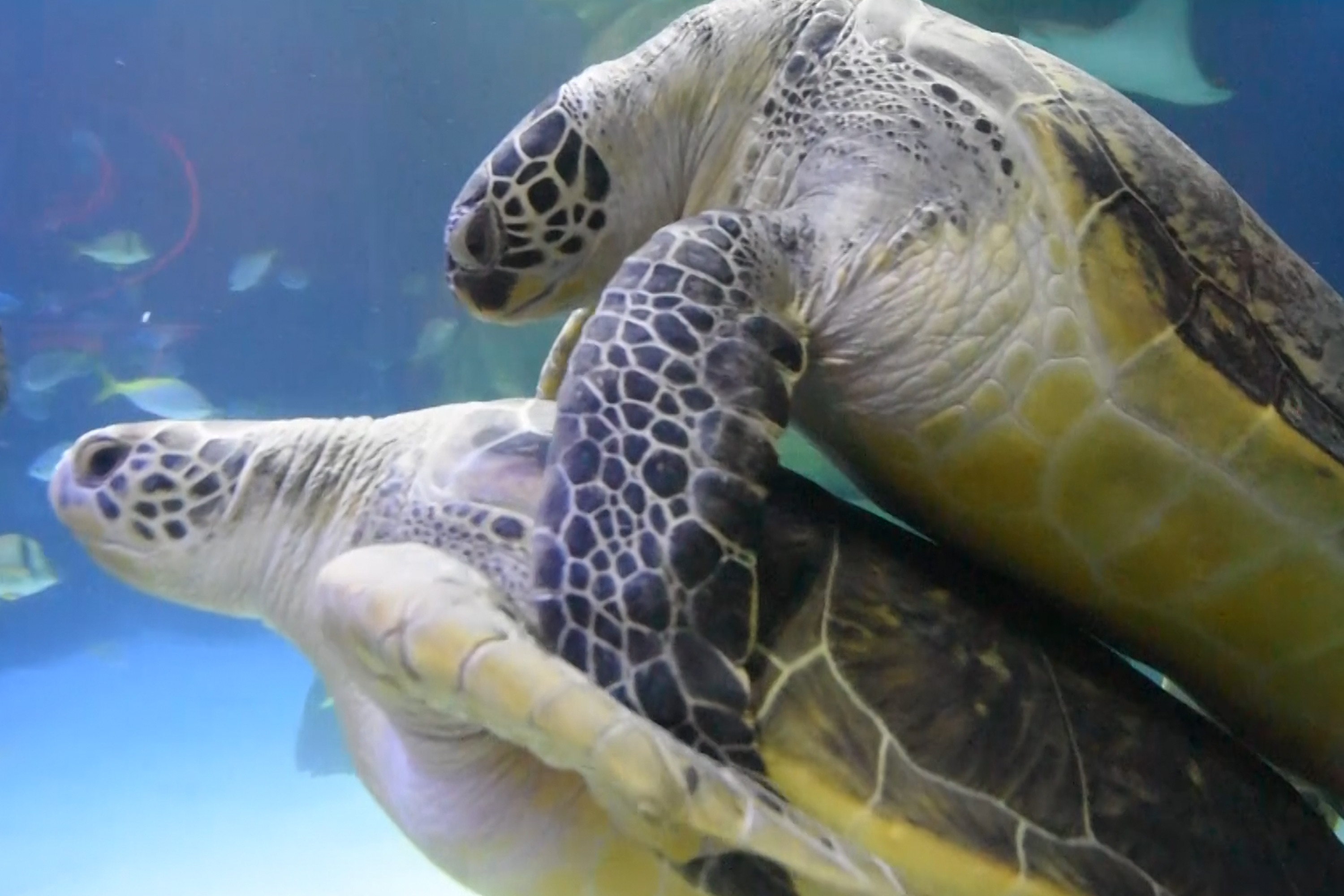The world's horniest turtle finds love | (video) New York Post