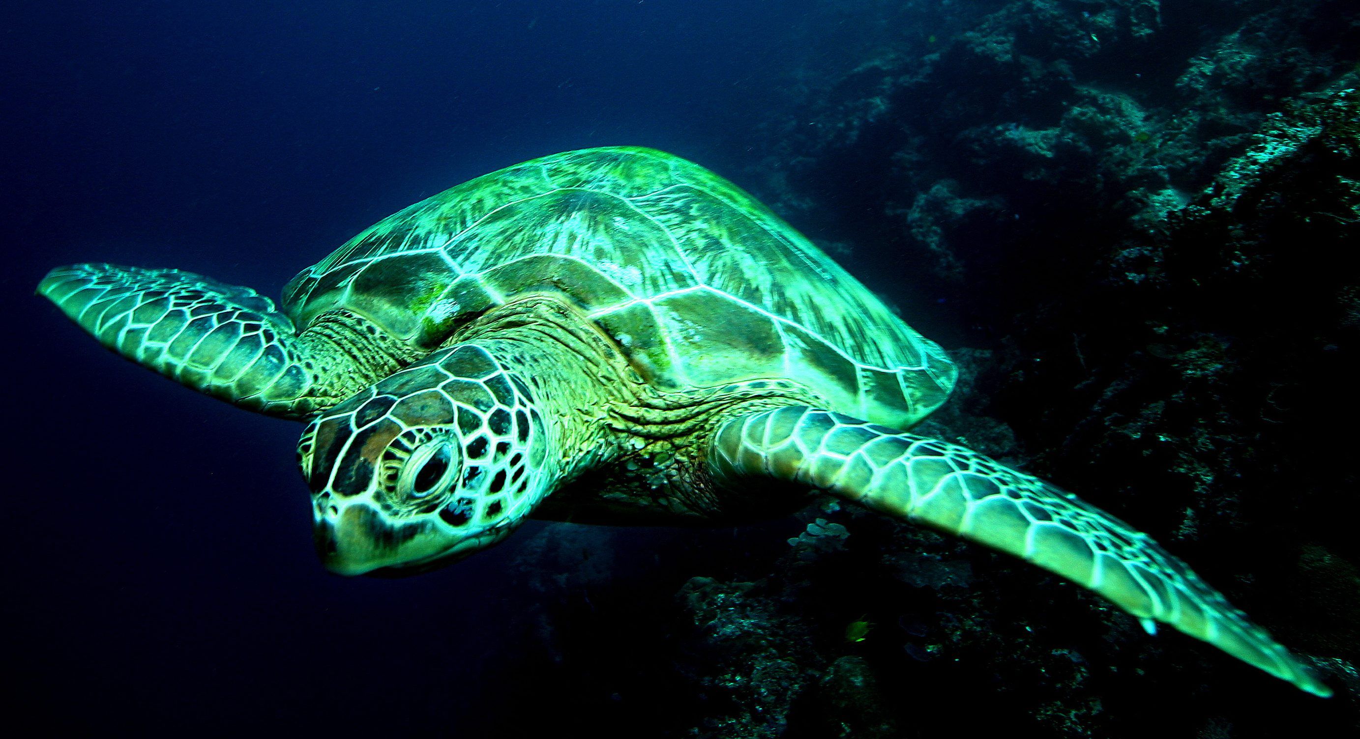 Green sea turtles are turning all-female due to climate change — Quartz