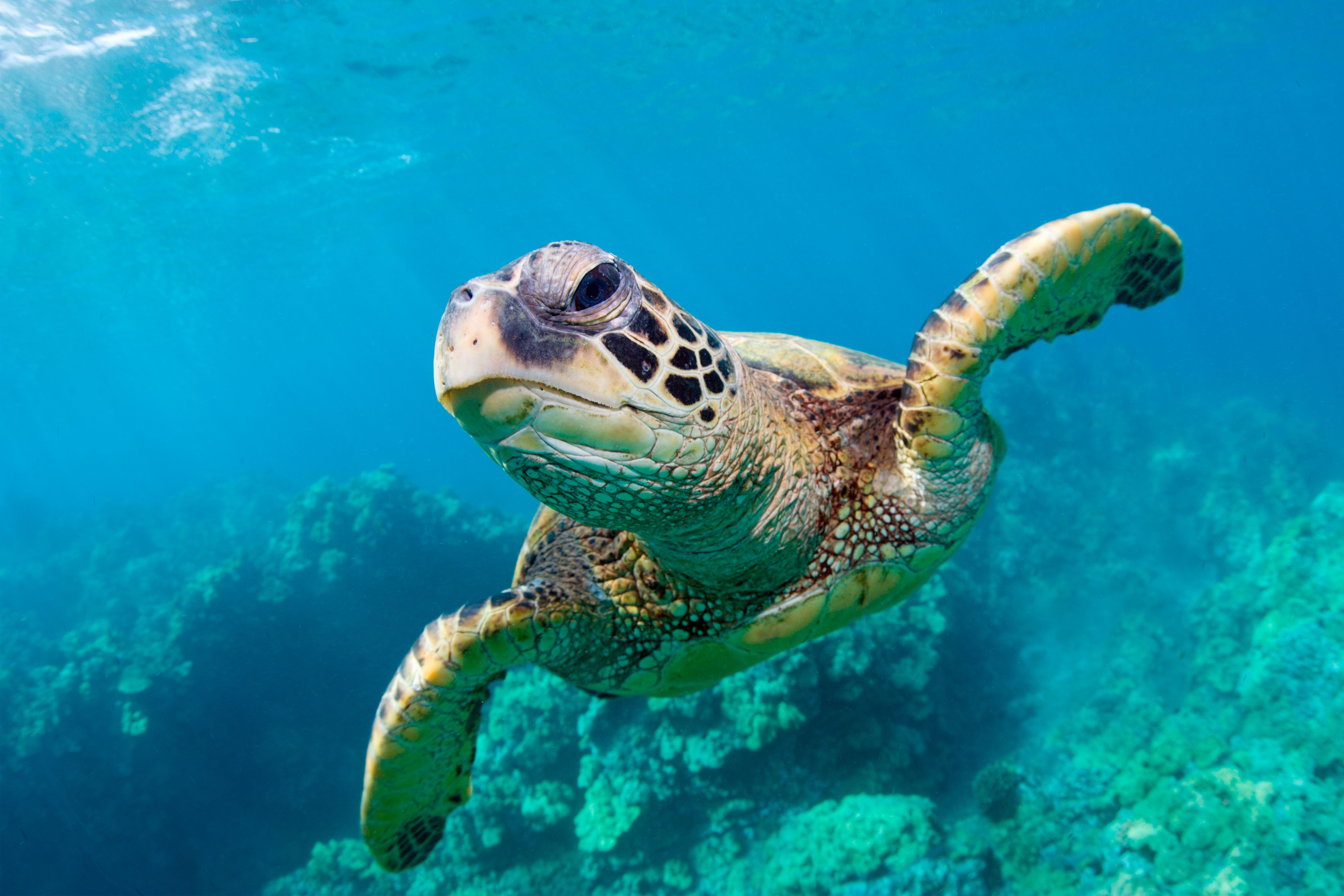 Sea Turtle Word Search, Crossword Puzzle, and More