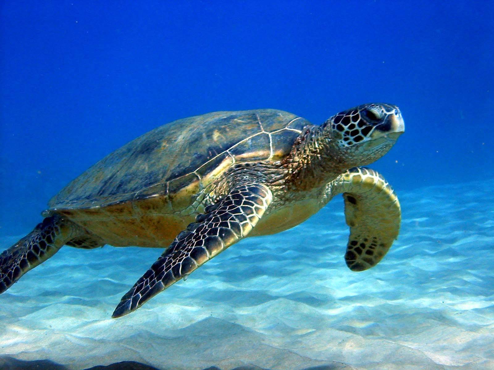 Loma Linda University researchers expand sea turtle research ...