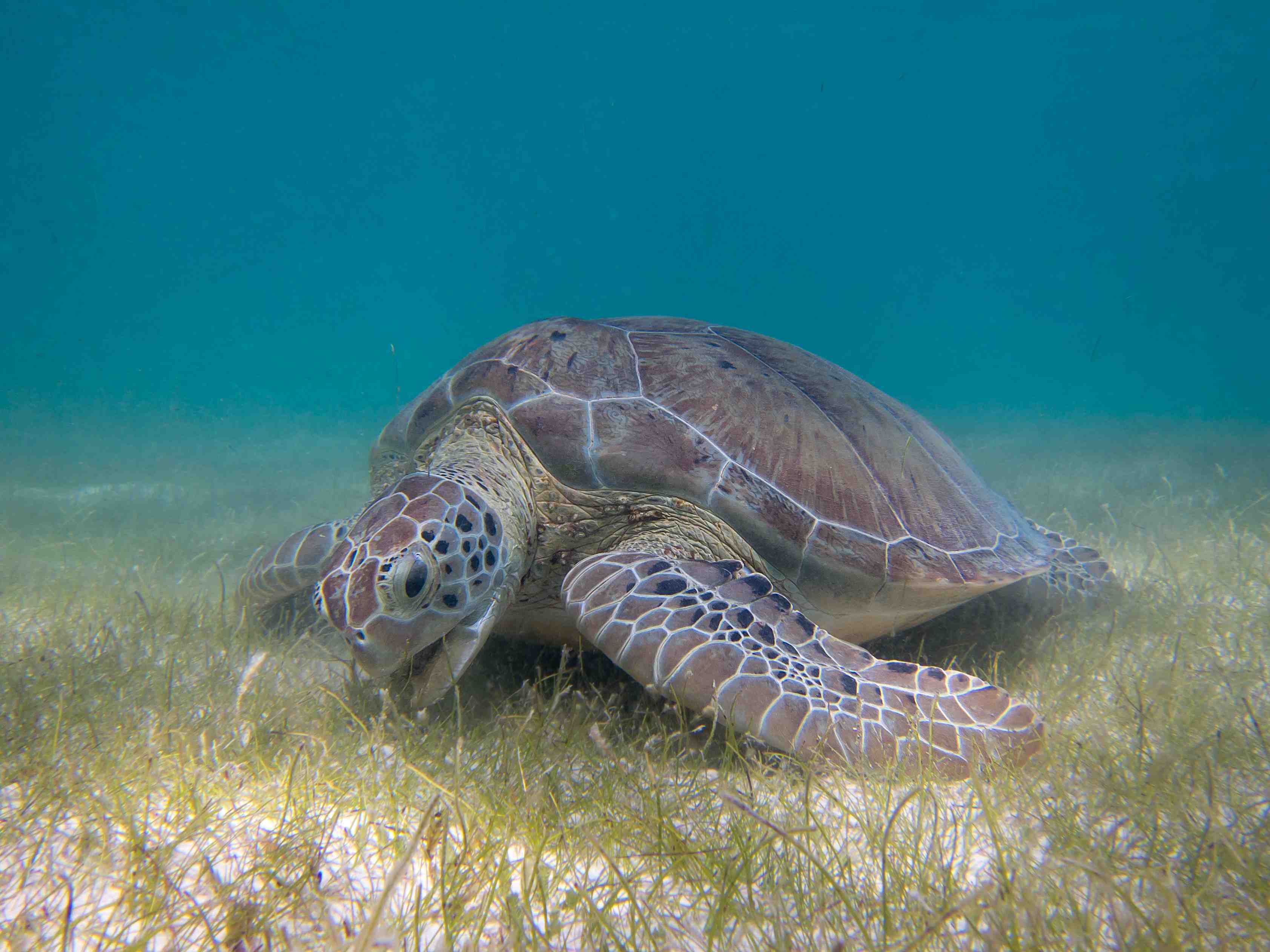 Sea Turtles are Social Too | oceanbites