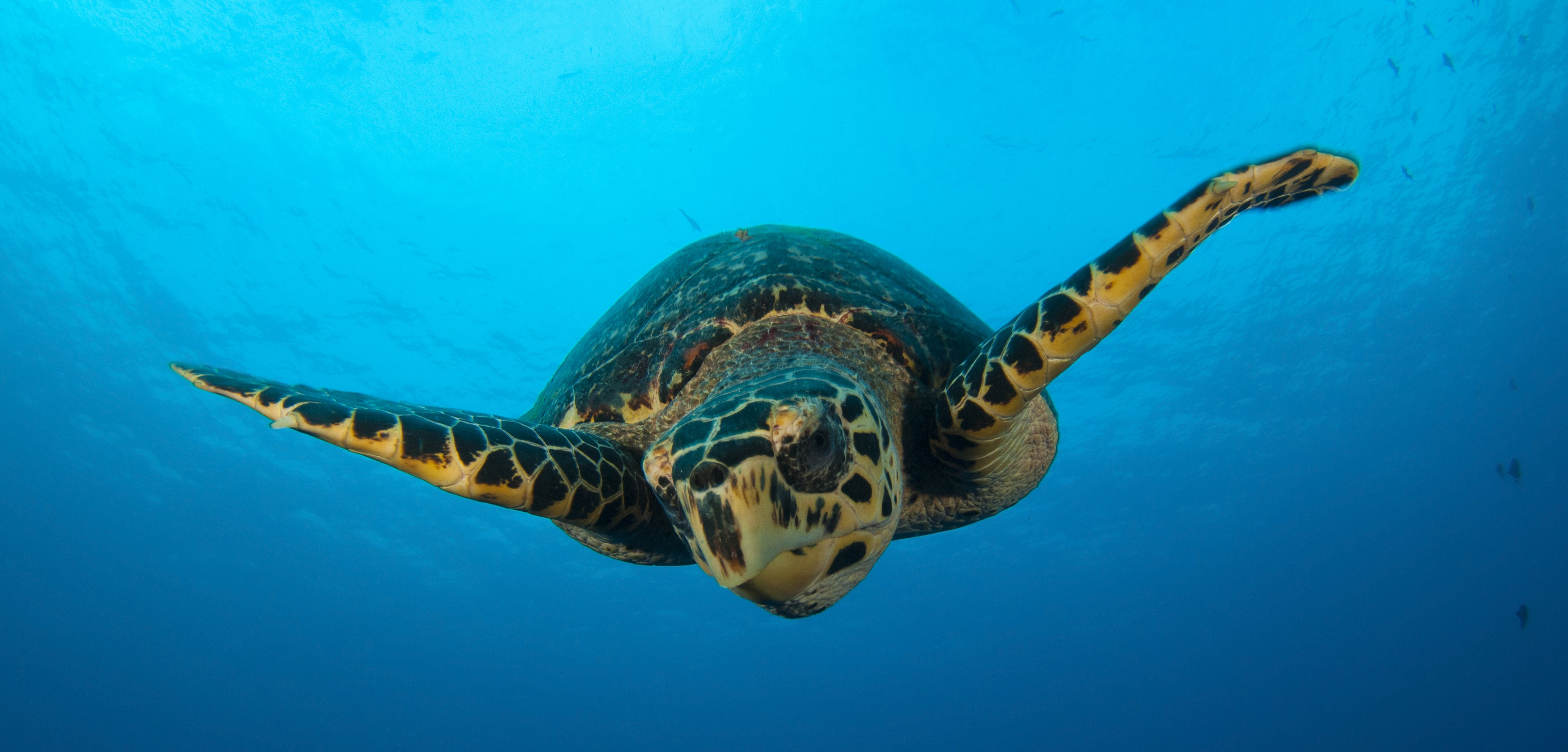 Talkin' Turtles: the Politics of Sea Turtle Conservation | Hakai ...
