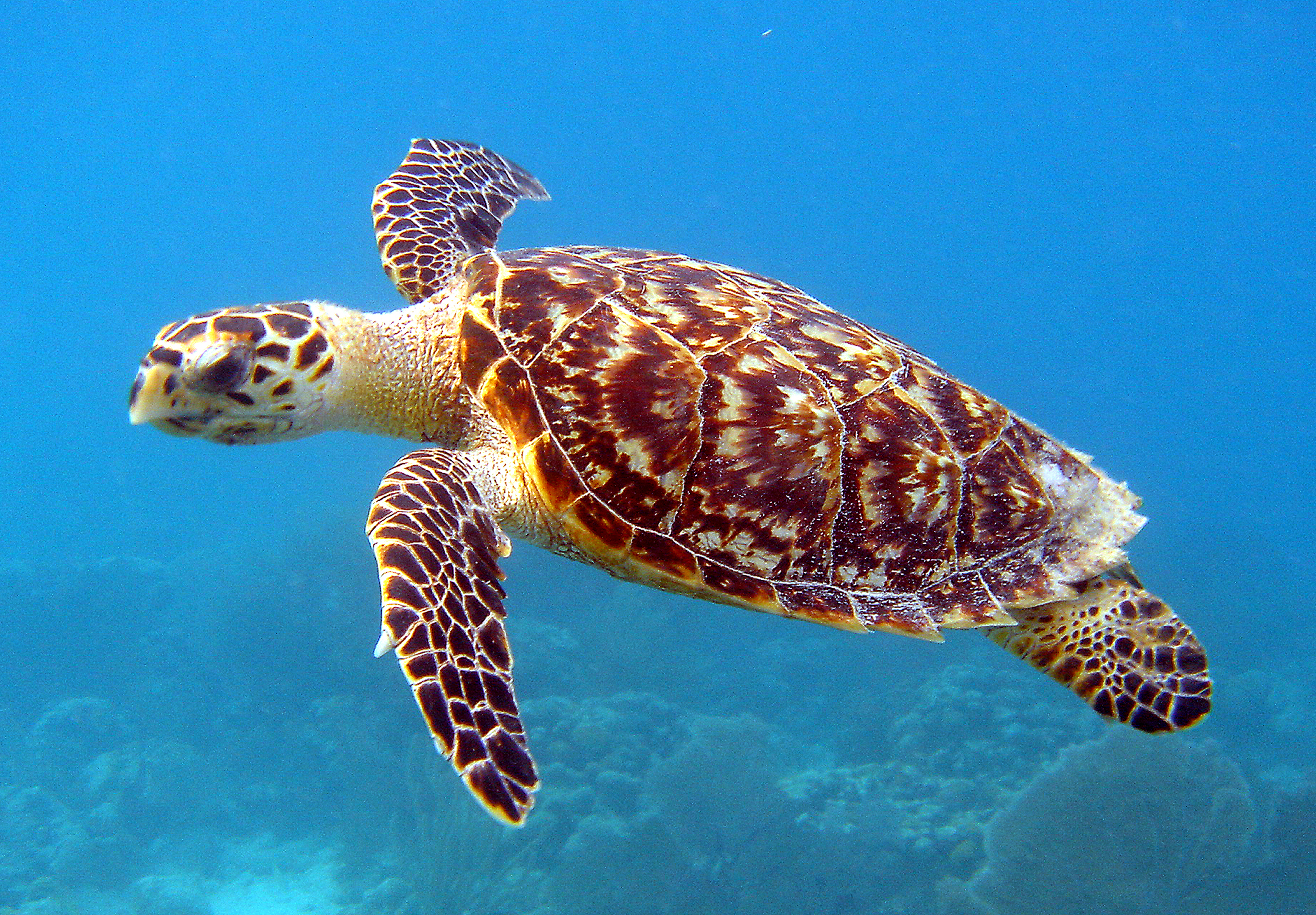 File:Hawksbill Sea Turtle Carey de Concha (5840602412).jpg ...