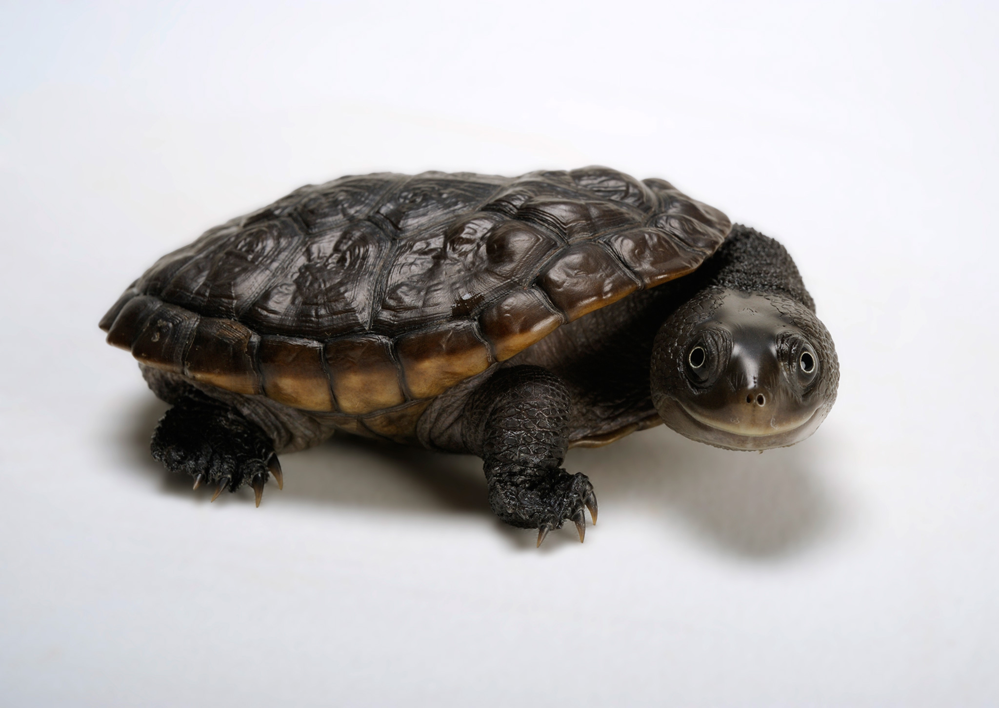 17 Surprisingly Cute Photos of Turtles