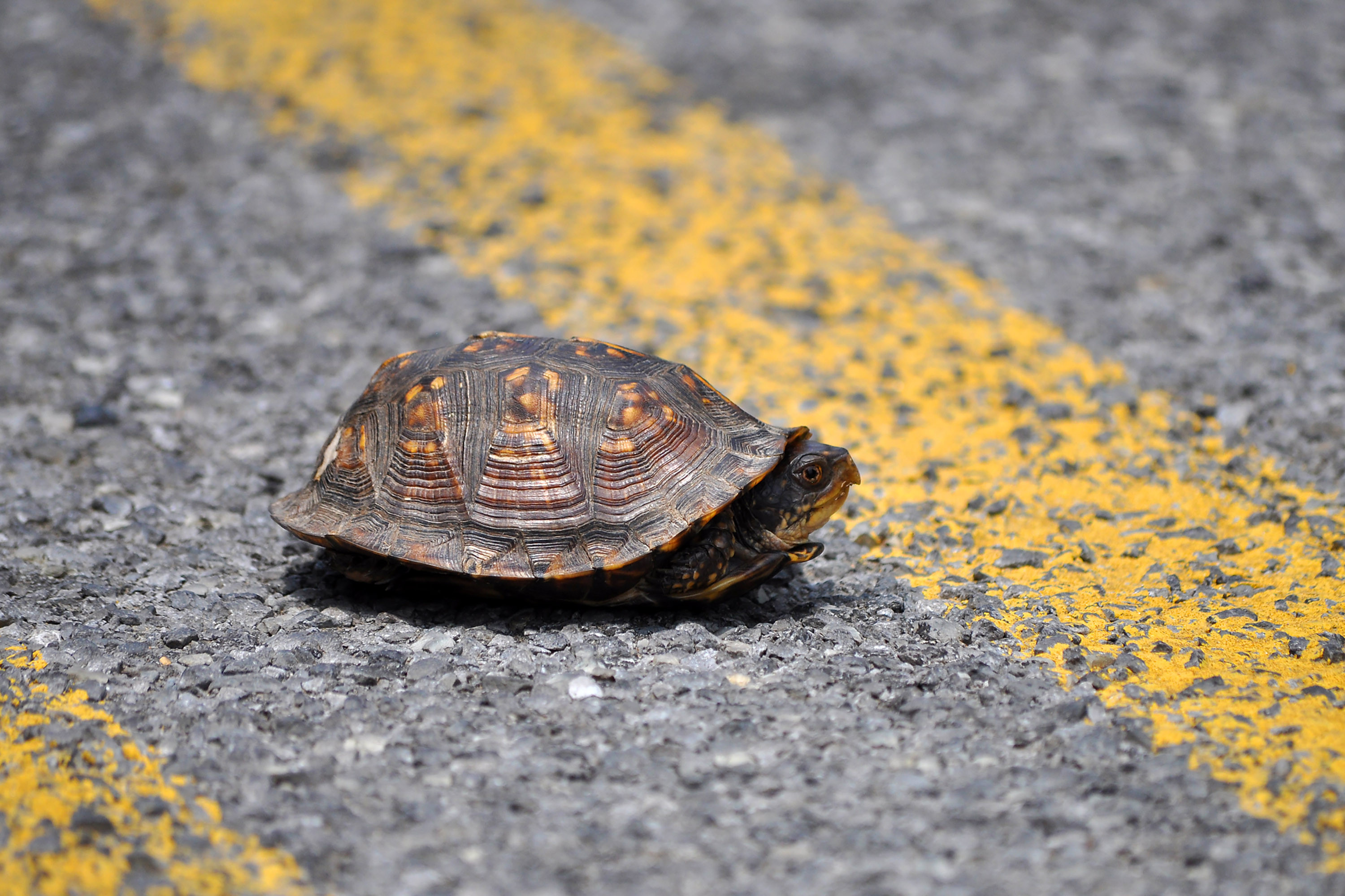 State actually wants you to help turtles cross the road