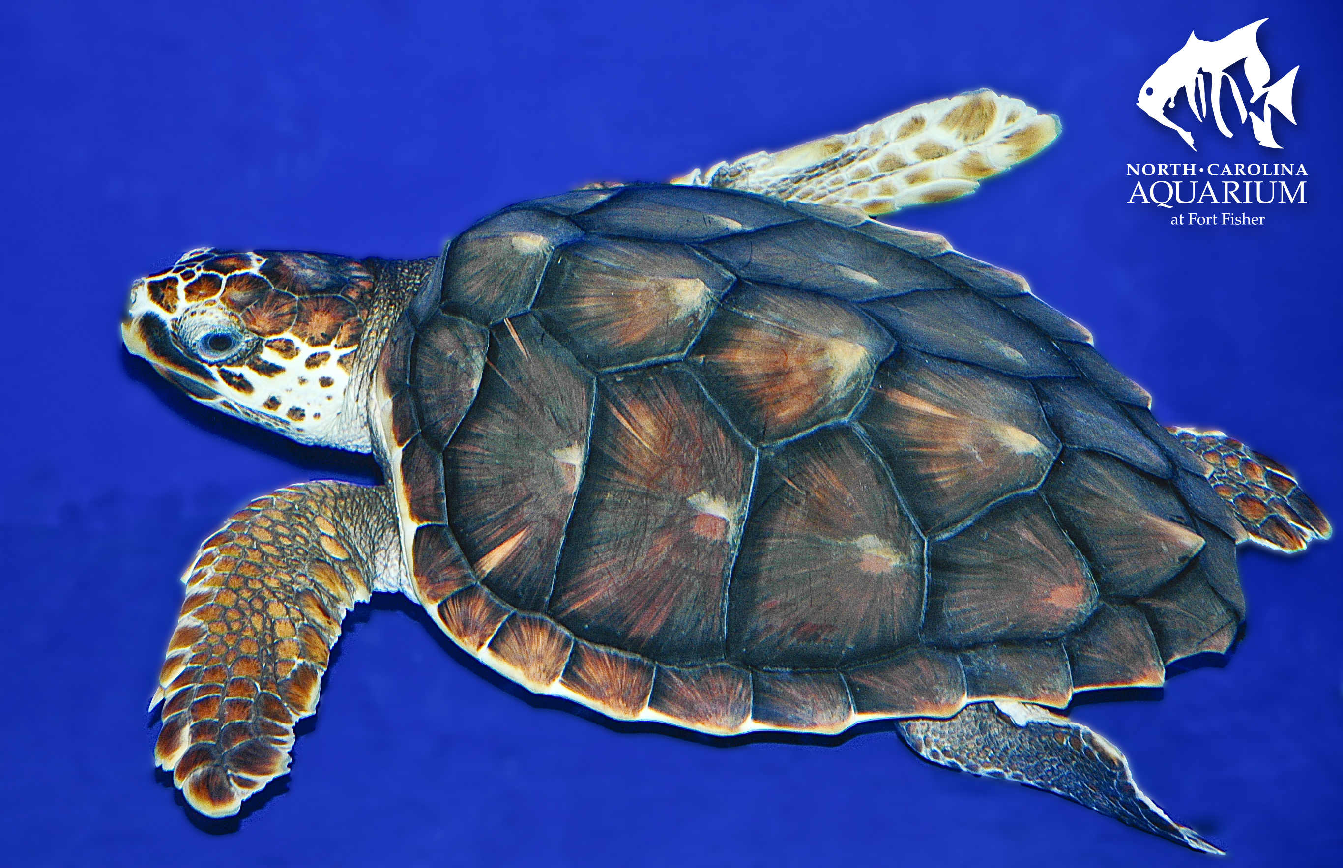 Lesson Plans by STEAM Subject | Sea Turtle Exploration