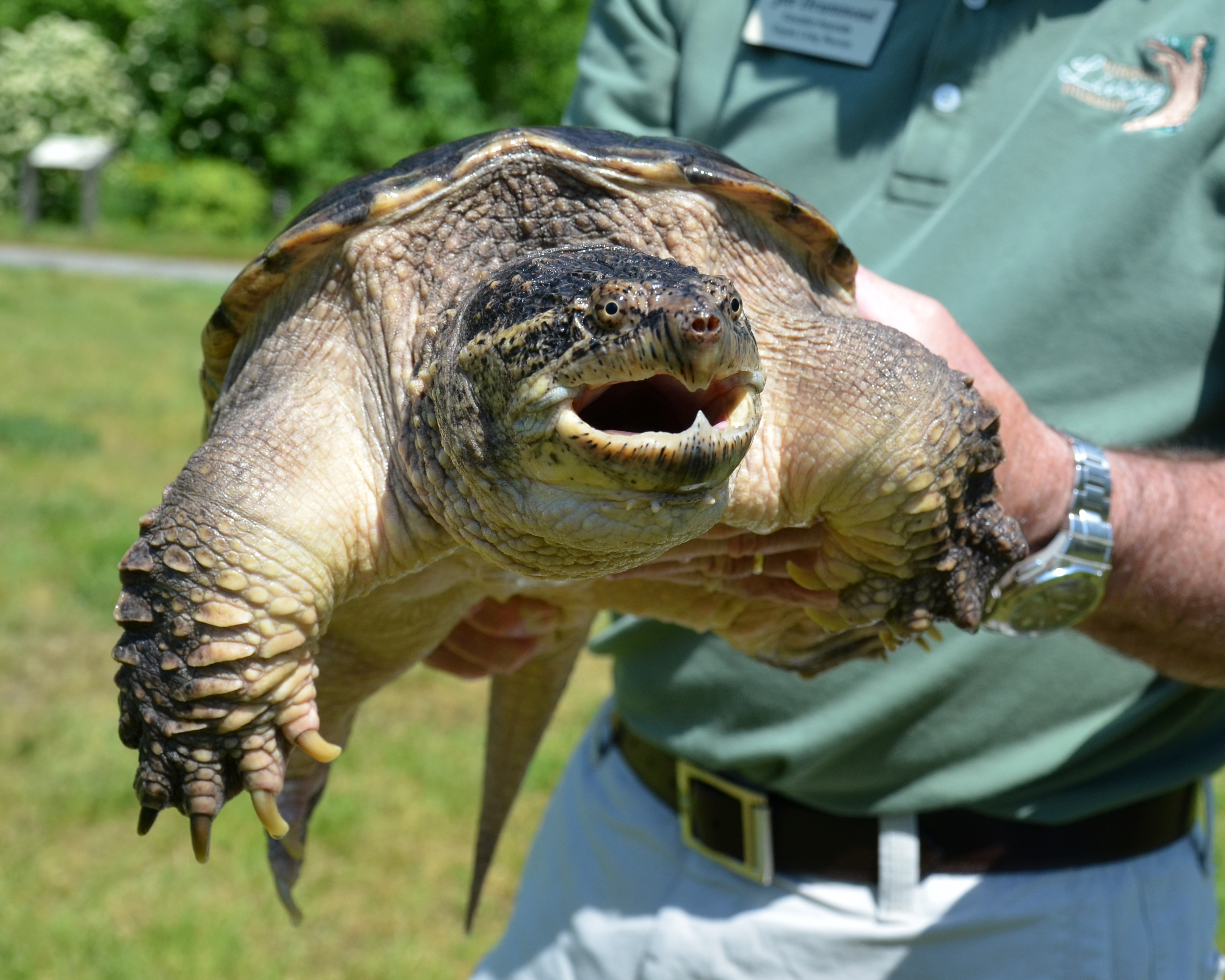Virginia Living Museum | Snapping Turtle Feeding (Video)