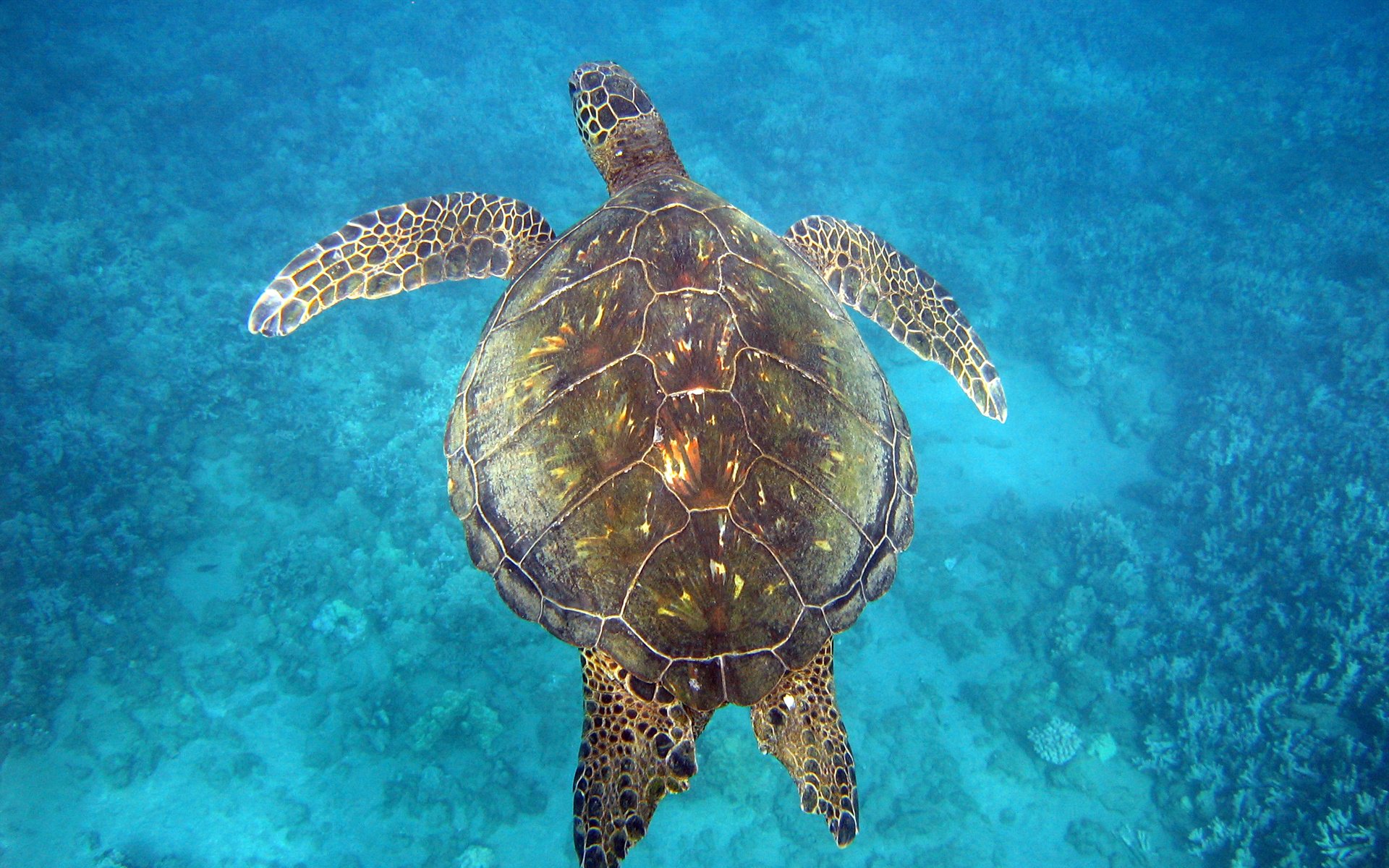 Maui Sea Turtles | Hawaiian Green Sea Turtles AKA Honu