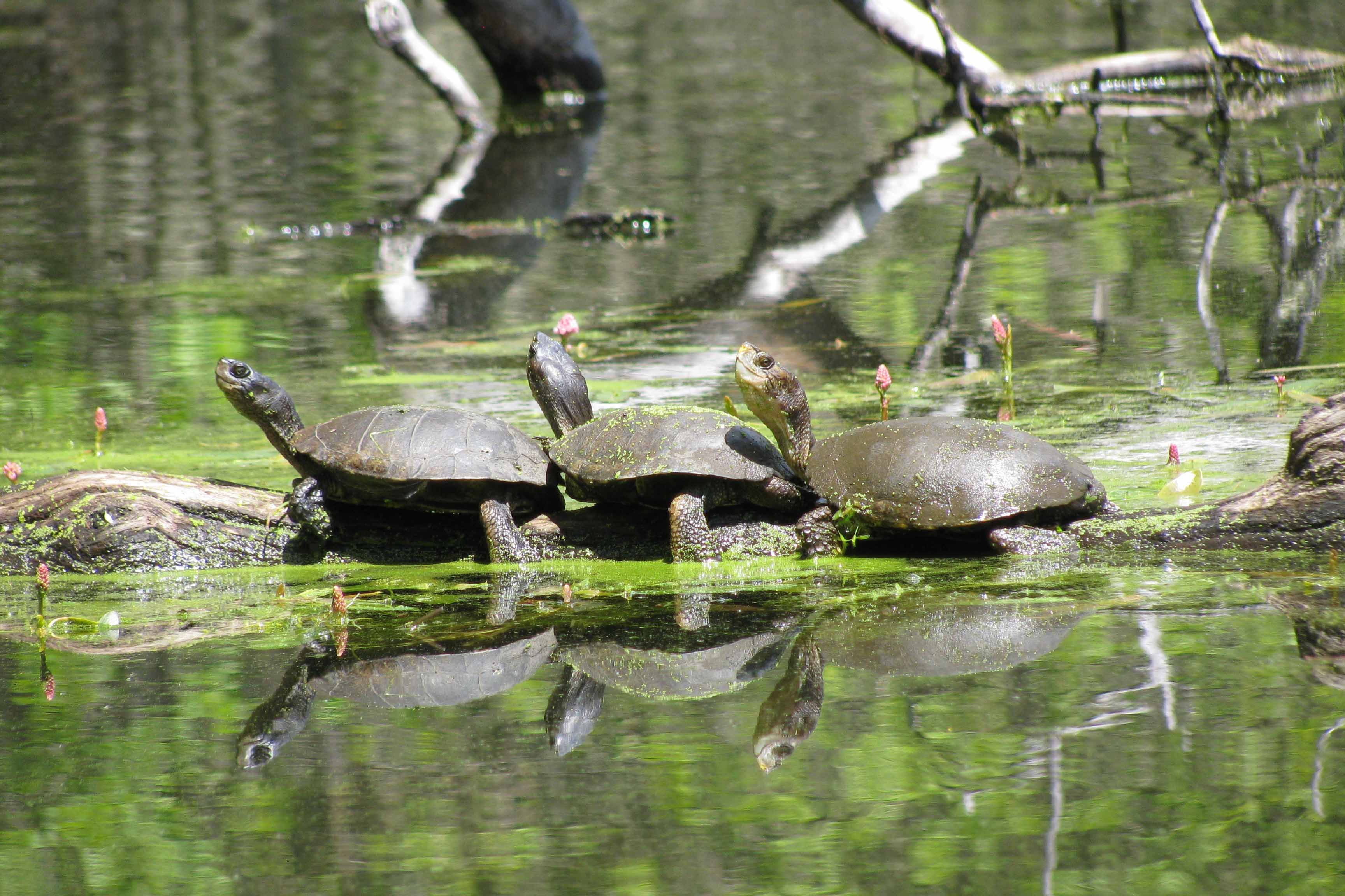 Native Turtles of Oregon